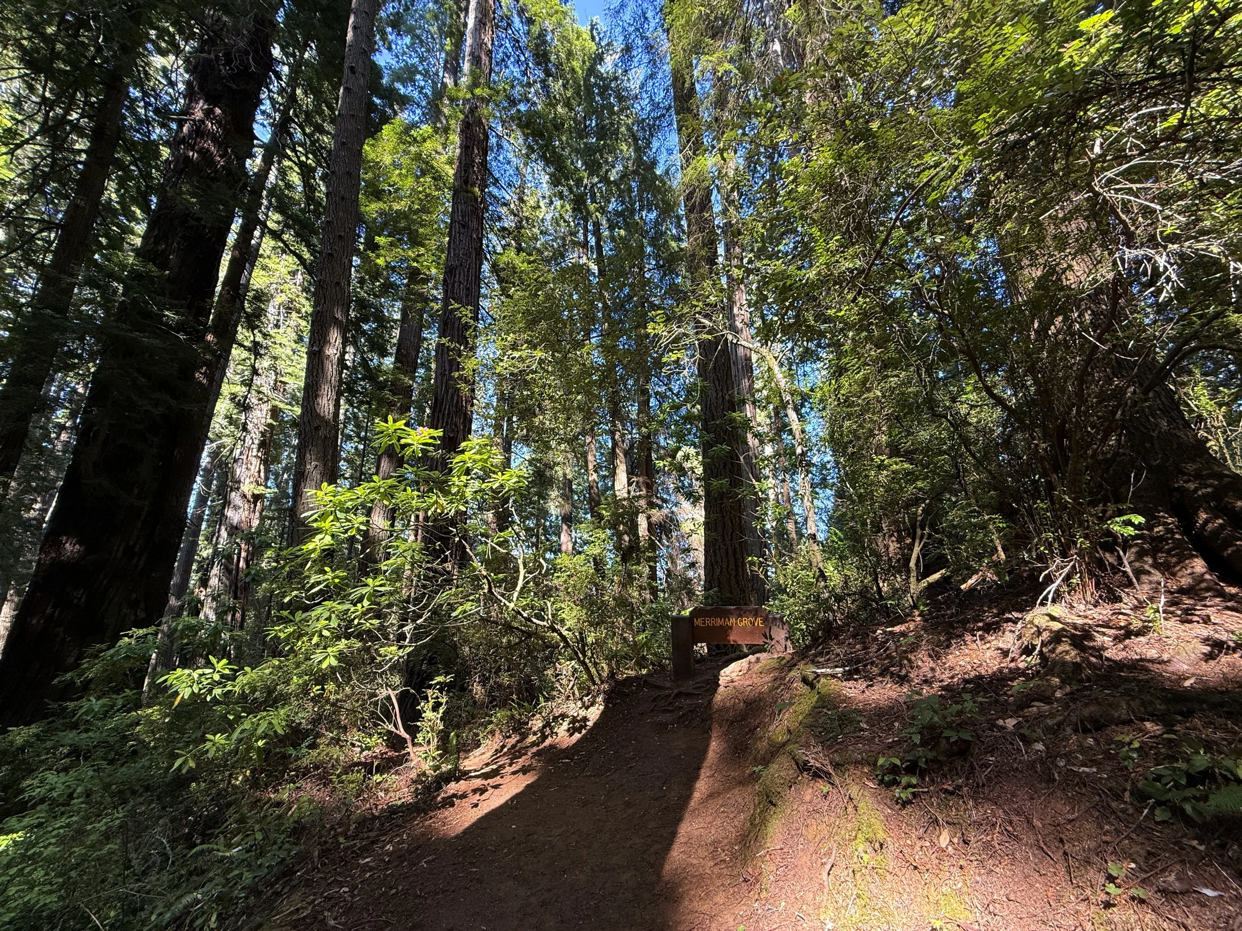 Merriman Grove Ah Pah Interpretive Trail Prairie Creek Redwoods State Park California