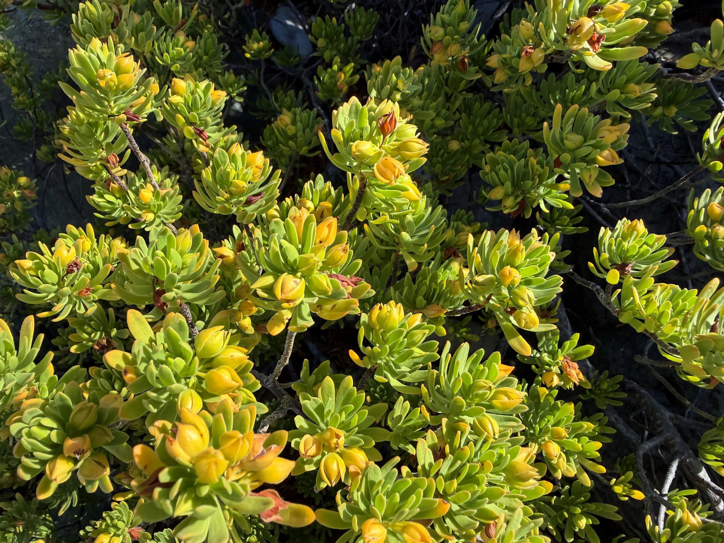 Bay Cedar Suriana maritima