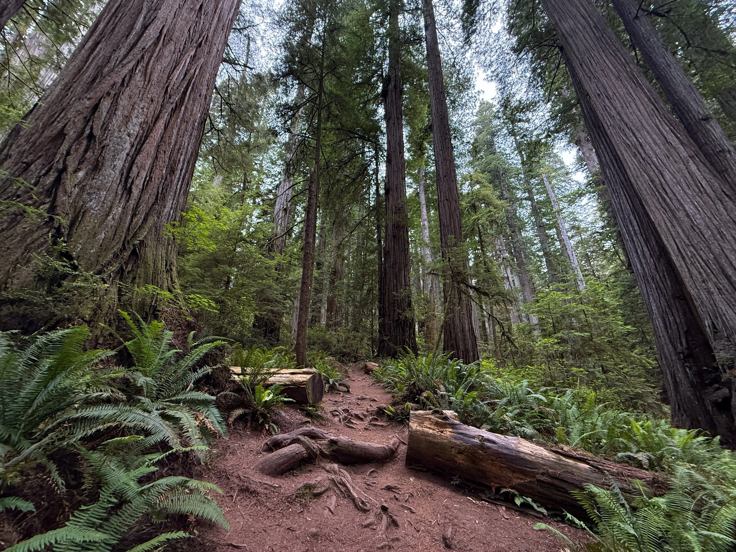 Boy Scout Tree Trail Jedediah Smith Redwoods State Park California