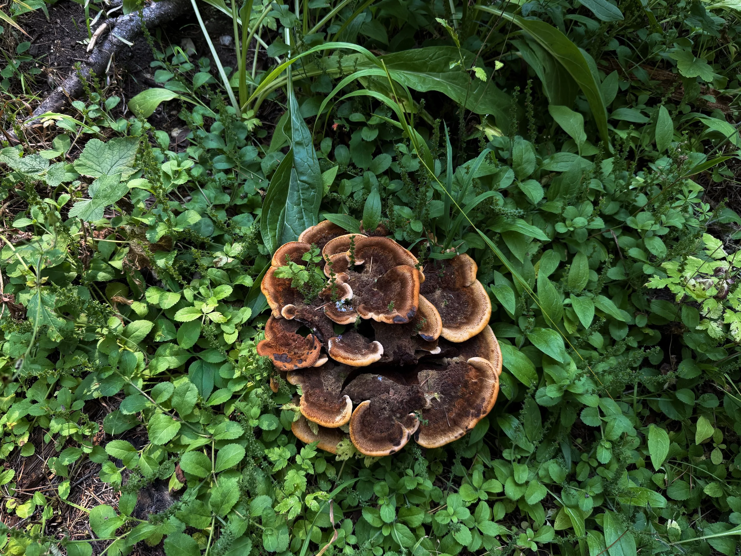 Dyers Polypore Phaeolus schweinitzii