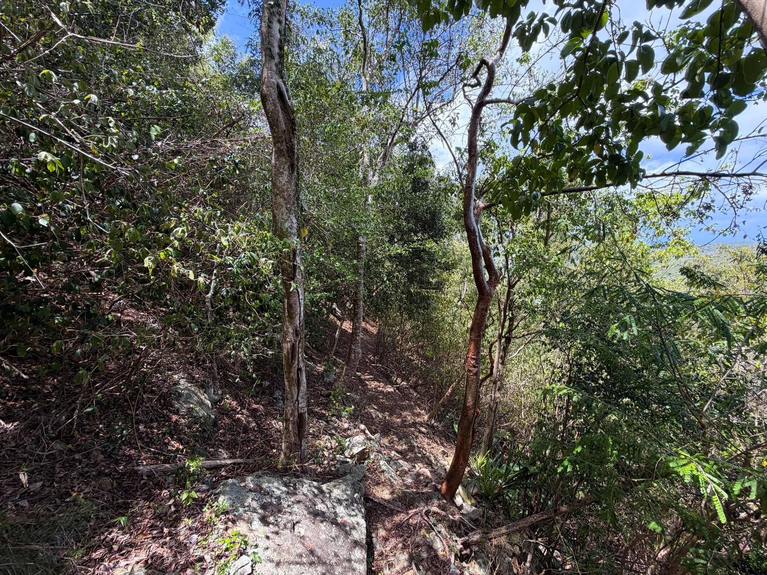 Maria Hope Trail Virgin Islands National Park