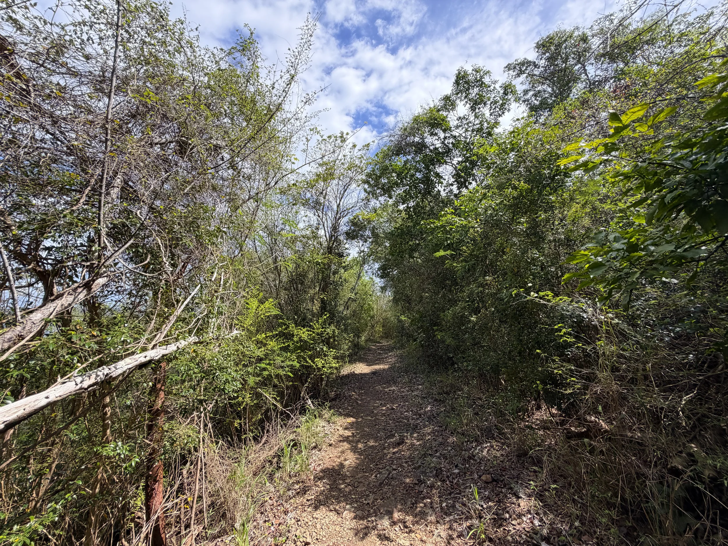 Lind Point Spur Trail Virgin Islands National Park