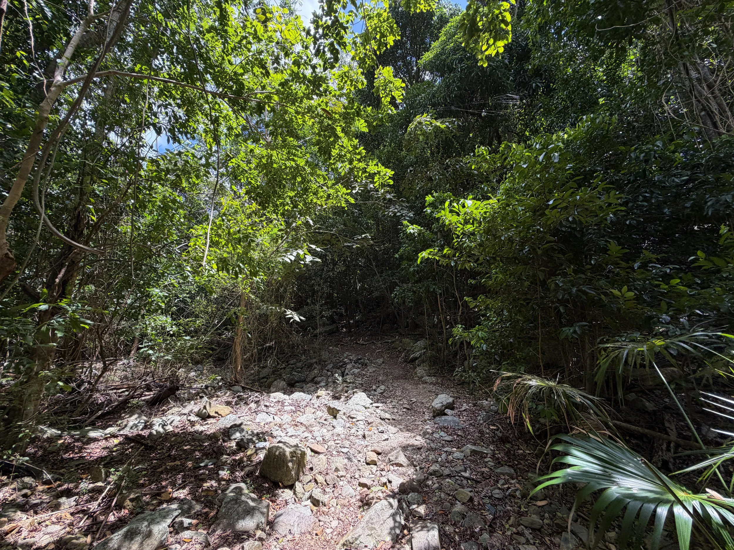 Reef Bay Trail Virgin Islands National Park