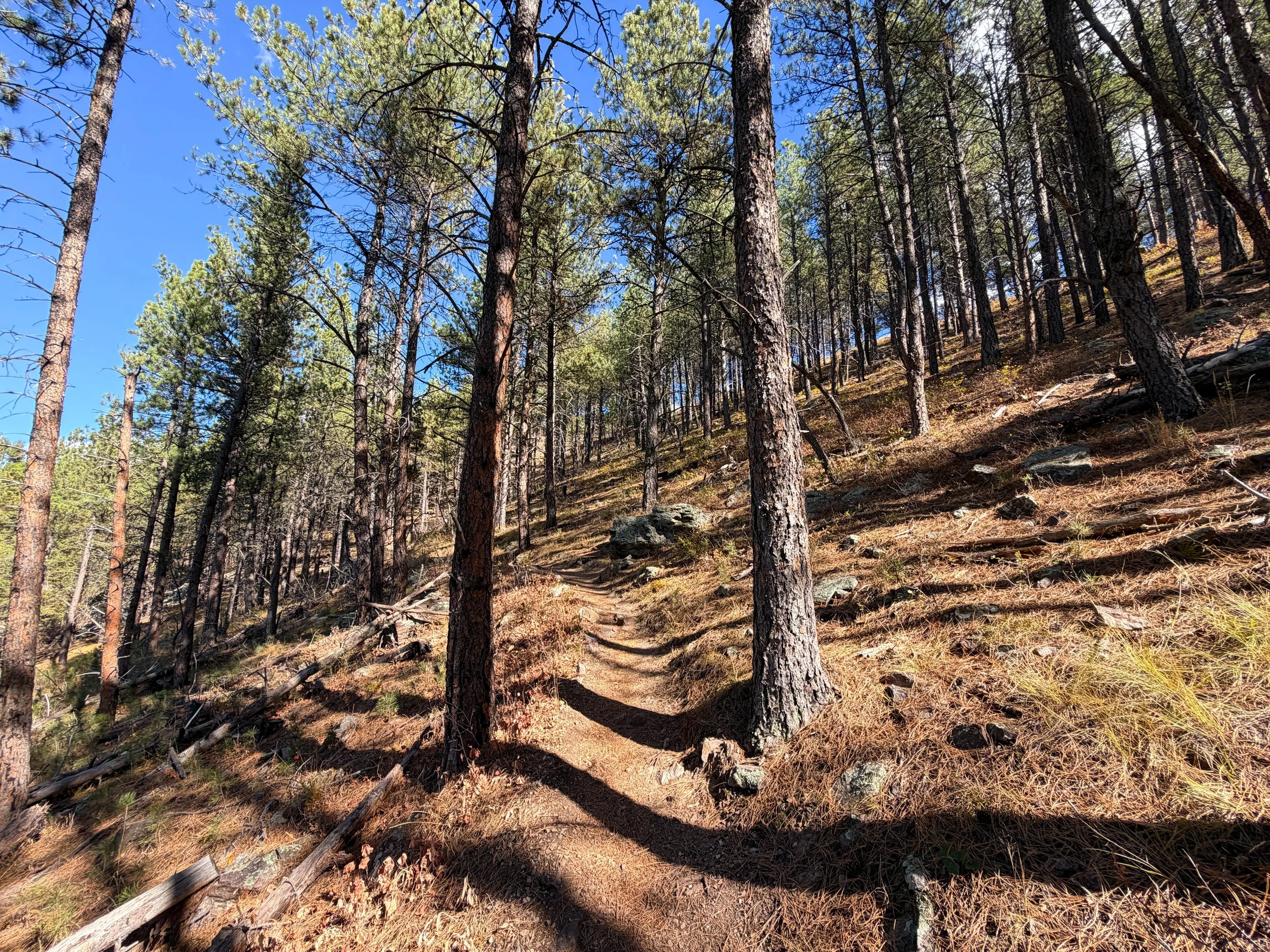 Rankin Ridge Nature Trail Wind Cave National Park South Dakota