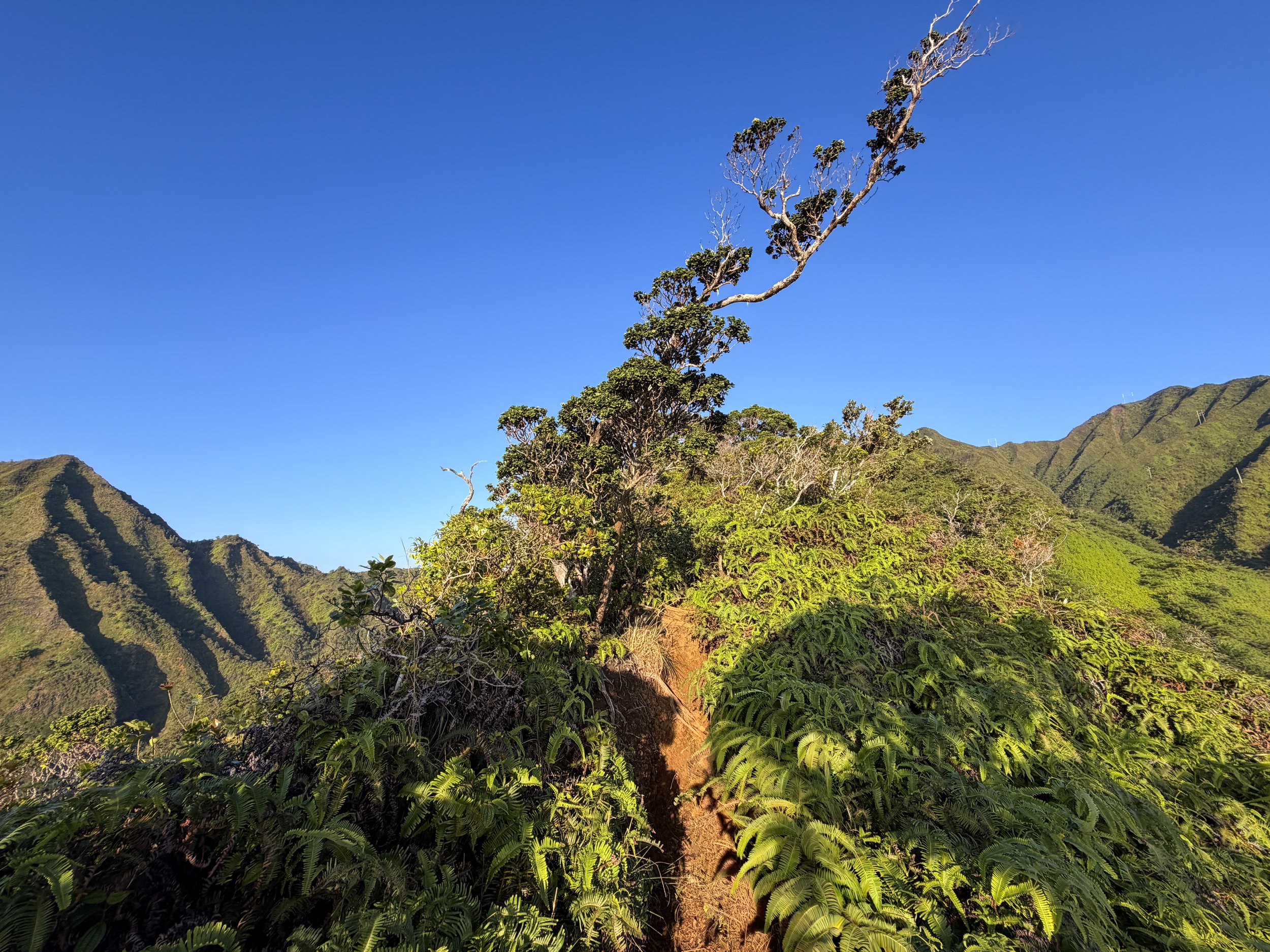 Moanalua Middle Ridge Hike Oahu Hawaii