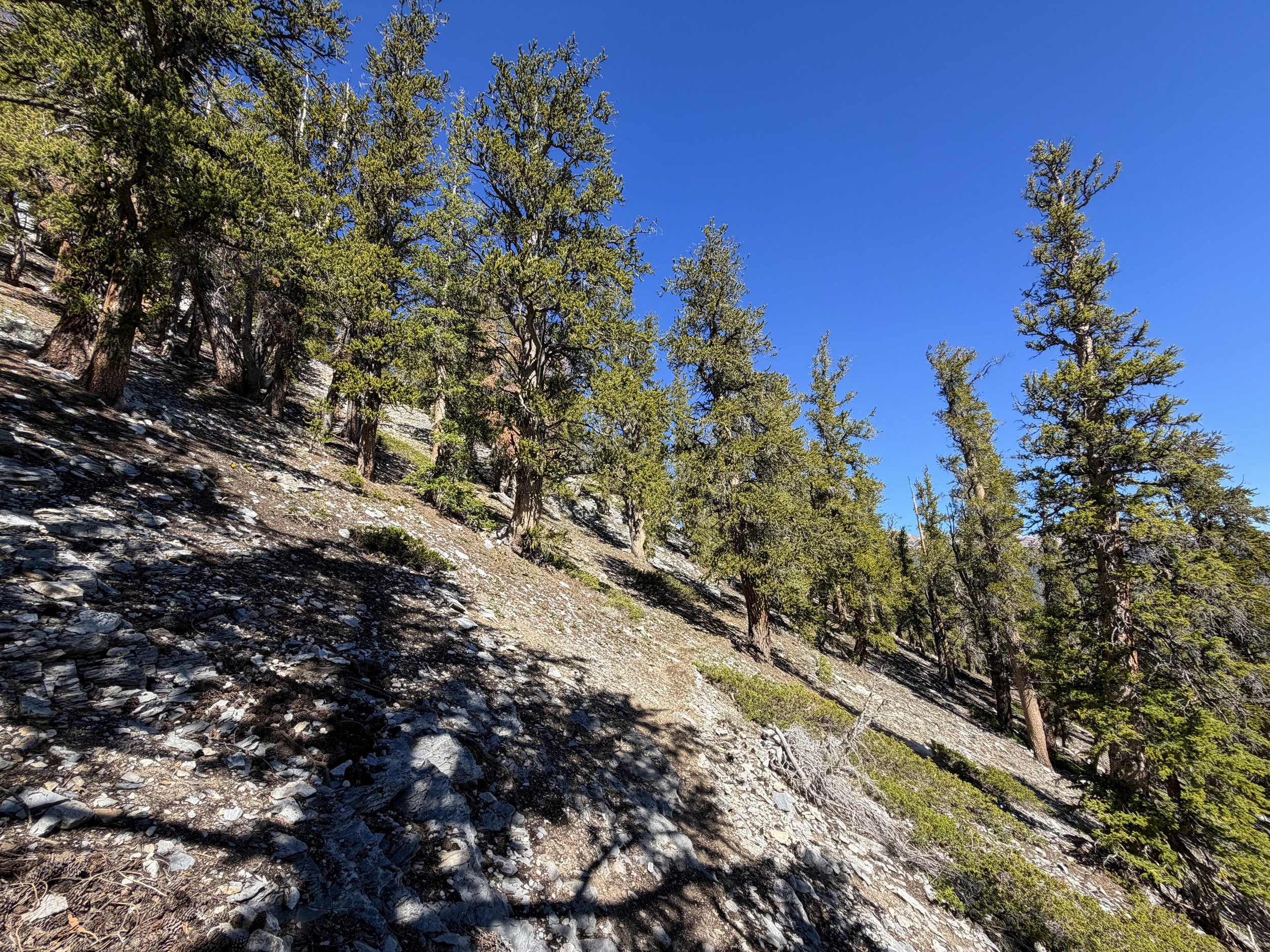 Snake Divide Trail Great Basin National Park Nevada