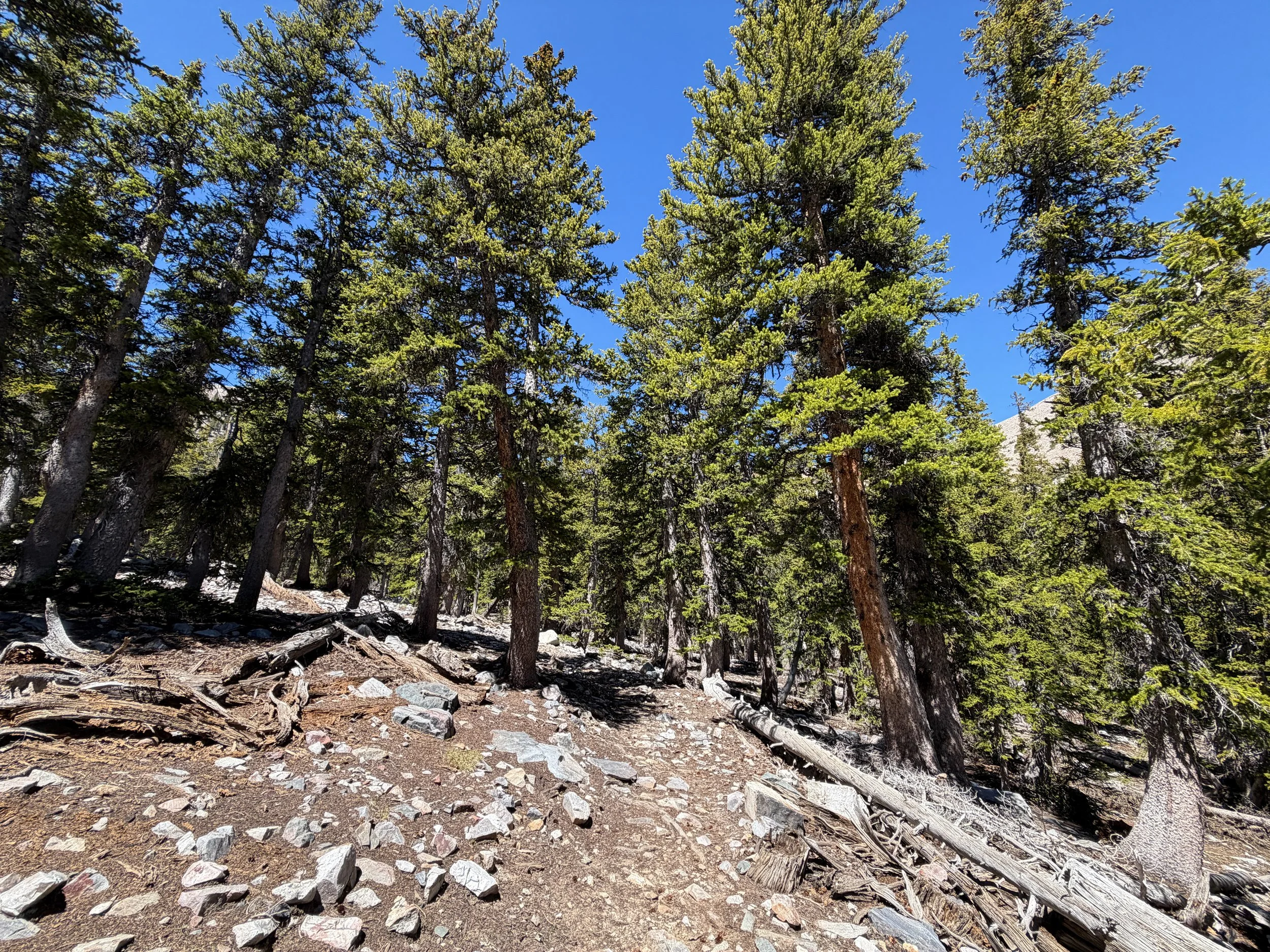 Baker Lake Trail Great Basin National Park Nevada