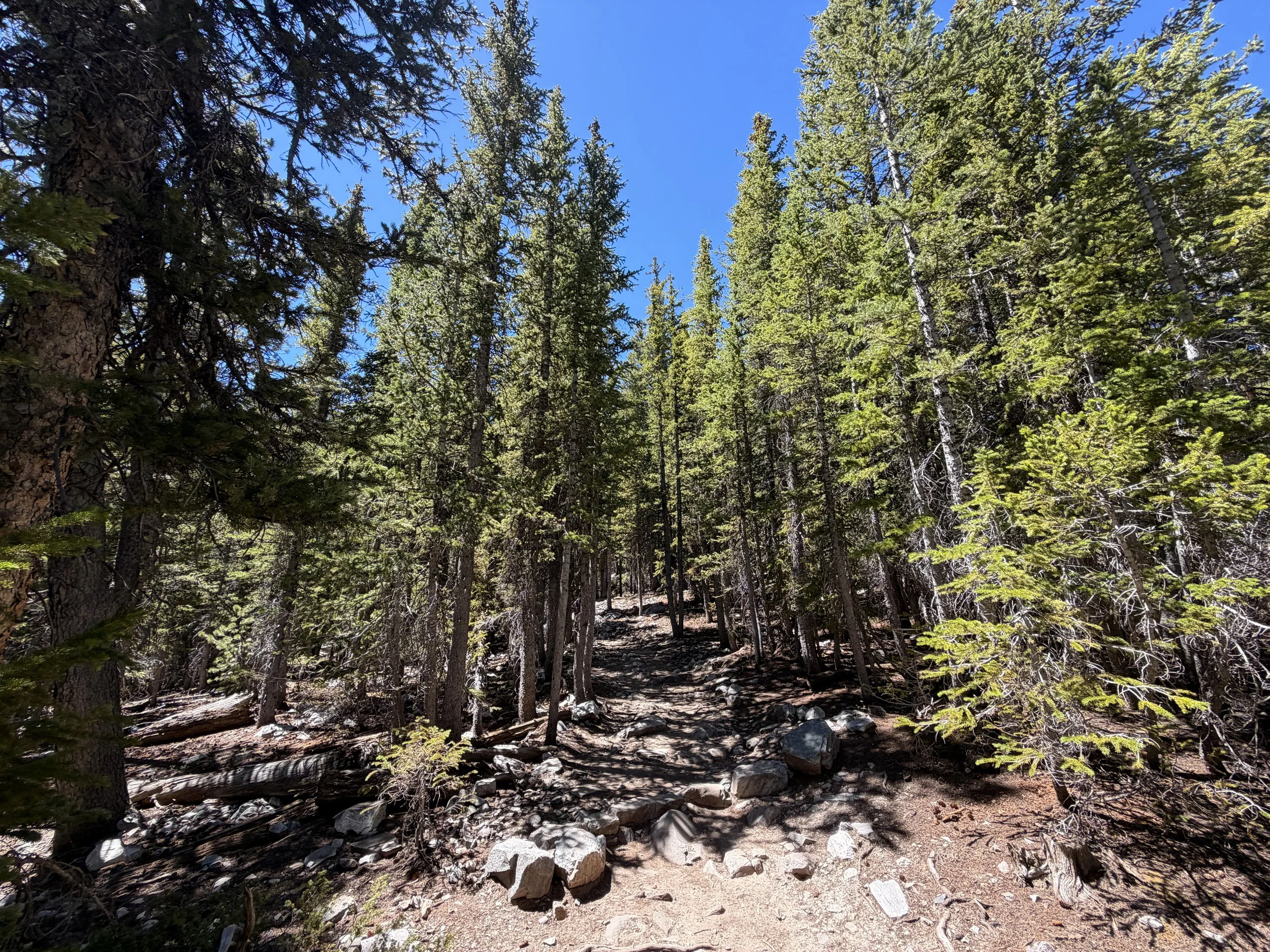 Bristlecone Trail Great Basin National Park Nevada