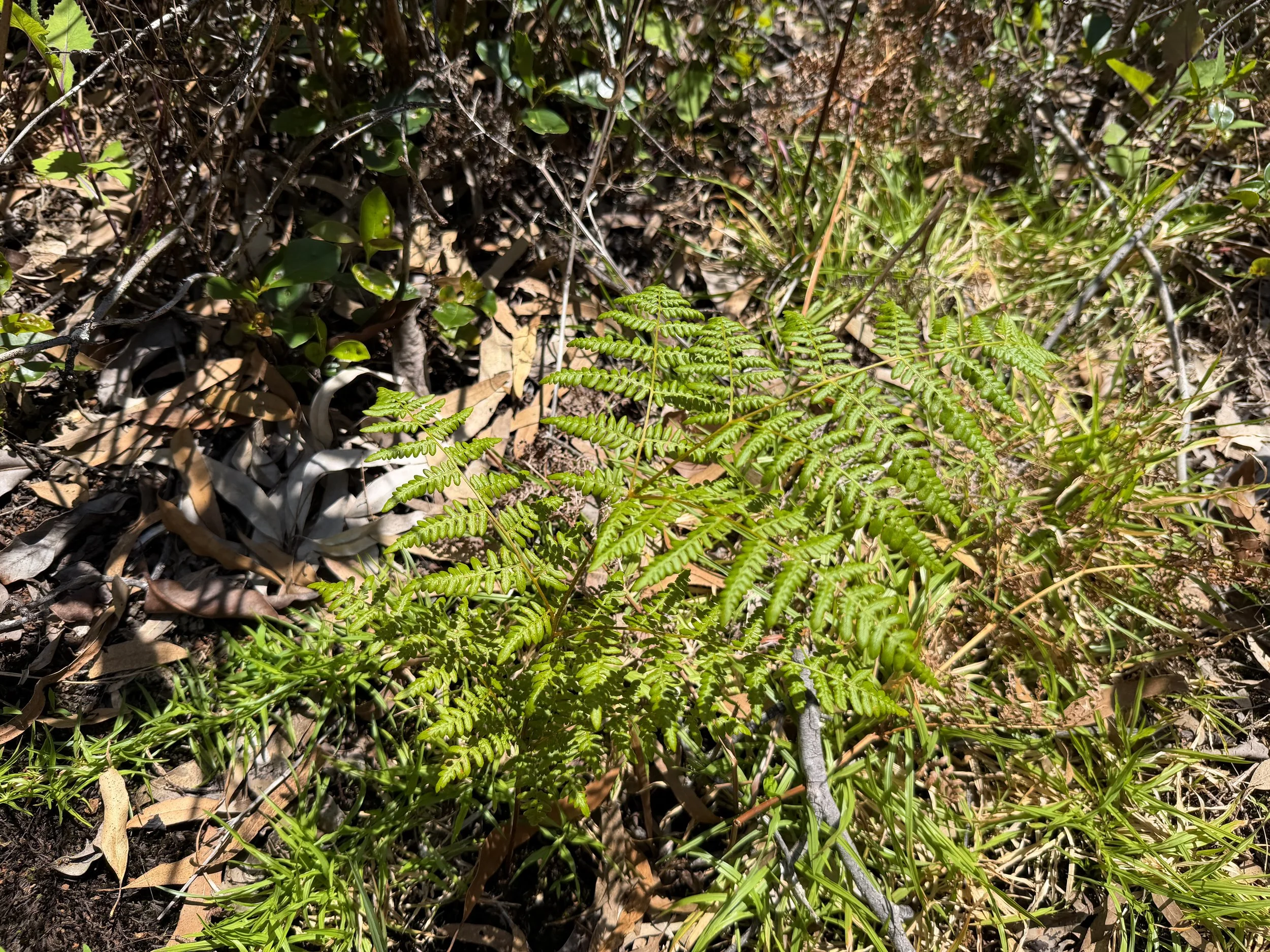 Kilau Pteridium aquilinum subsp. decompositum