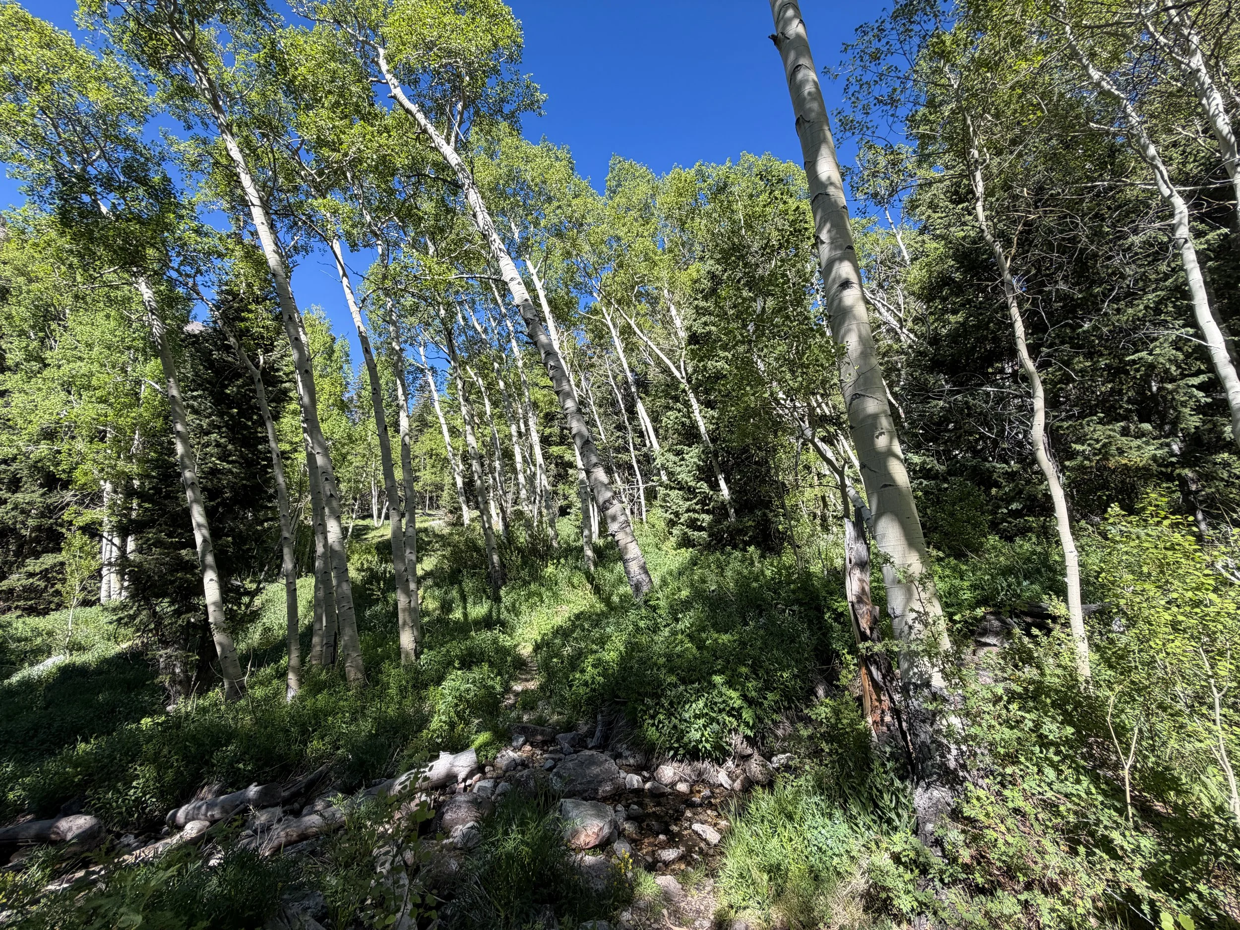 Baker Lake Trail Great Basin National Park Nevada