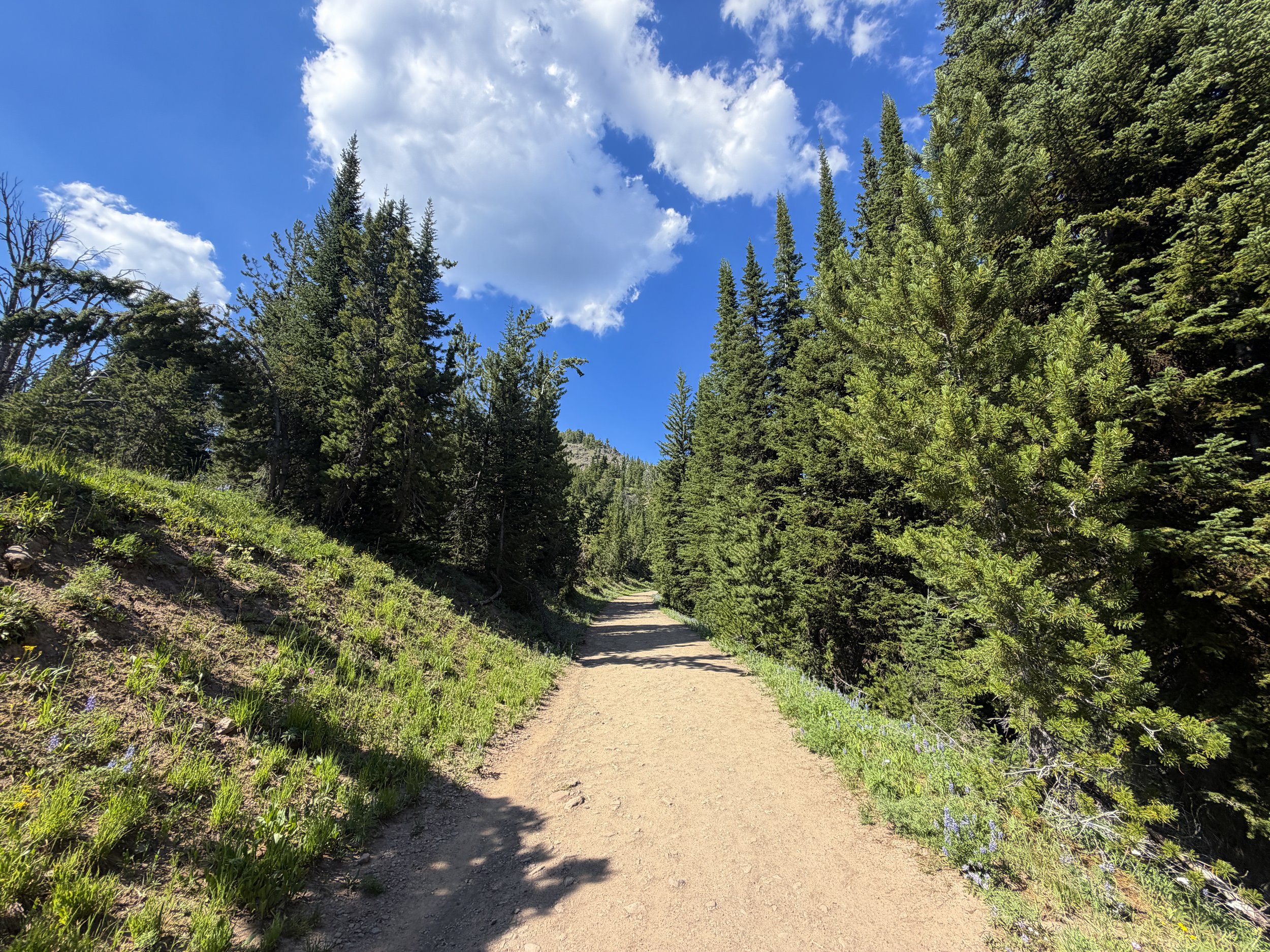 Mount Washburn Trail via Dunraven Pass Yellowstone National Park Wyoming