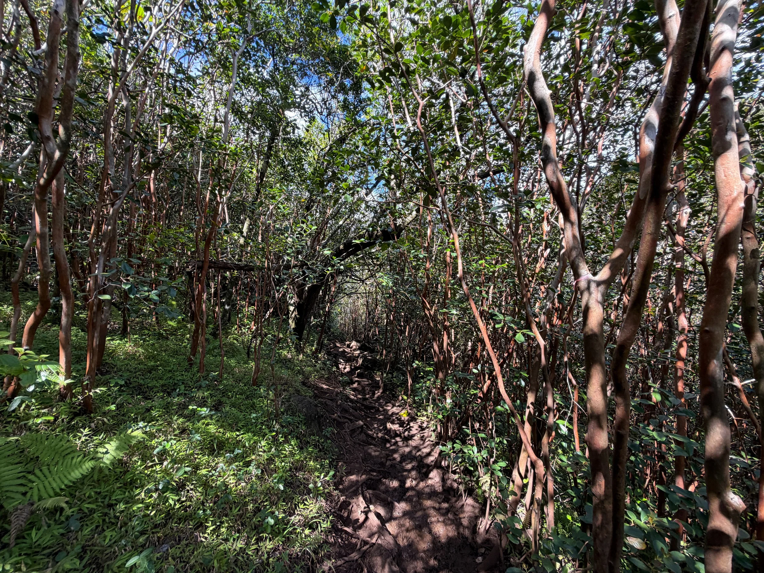 Waimano Falls Trail Oahu Hawaii