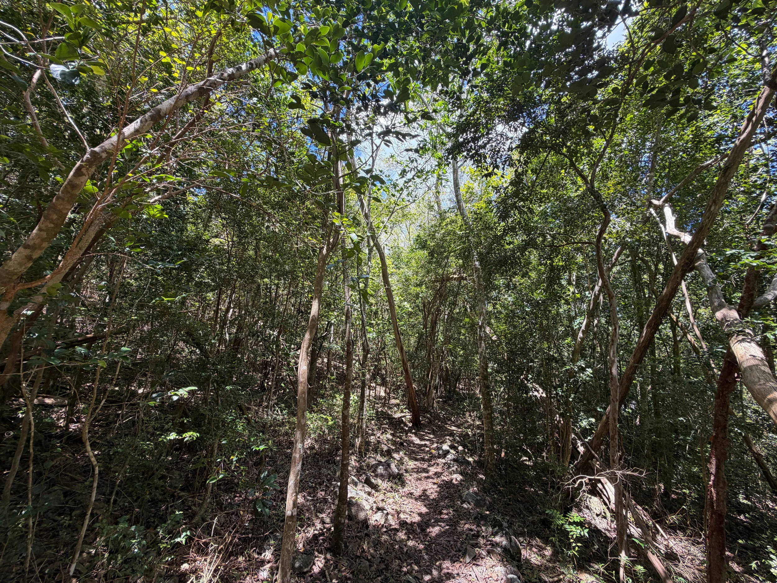 Caneel Hill Trail Virgin Islands National Park
