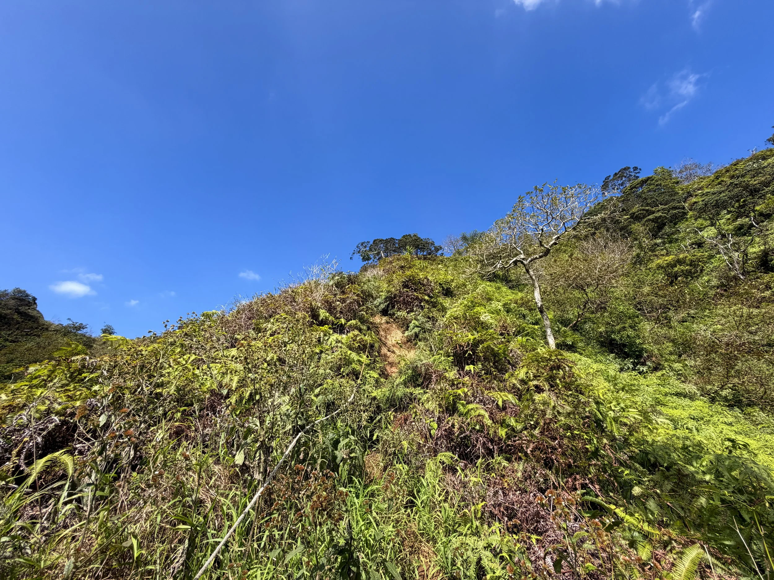 Kulanaahane Trail Ropes Oahu Hawaii
