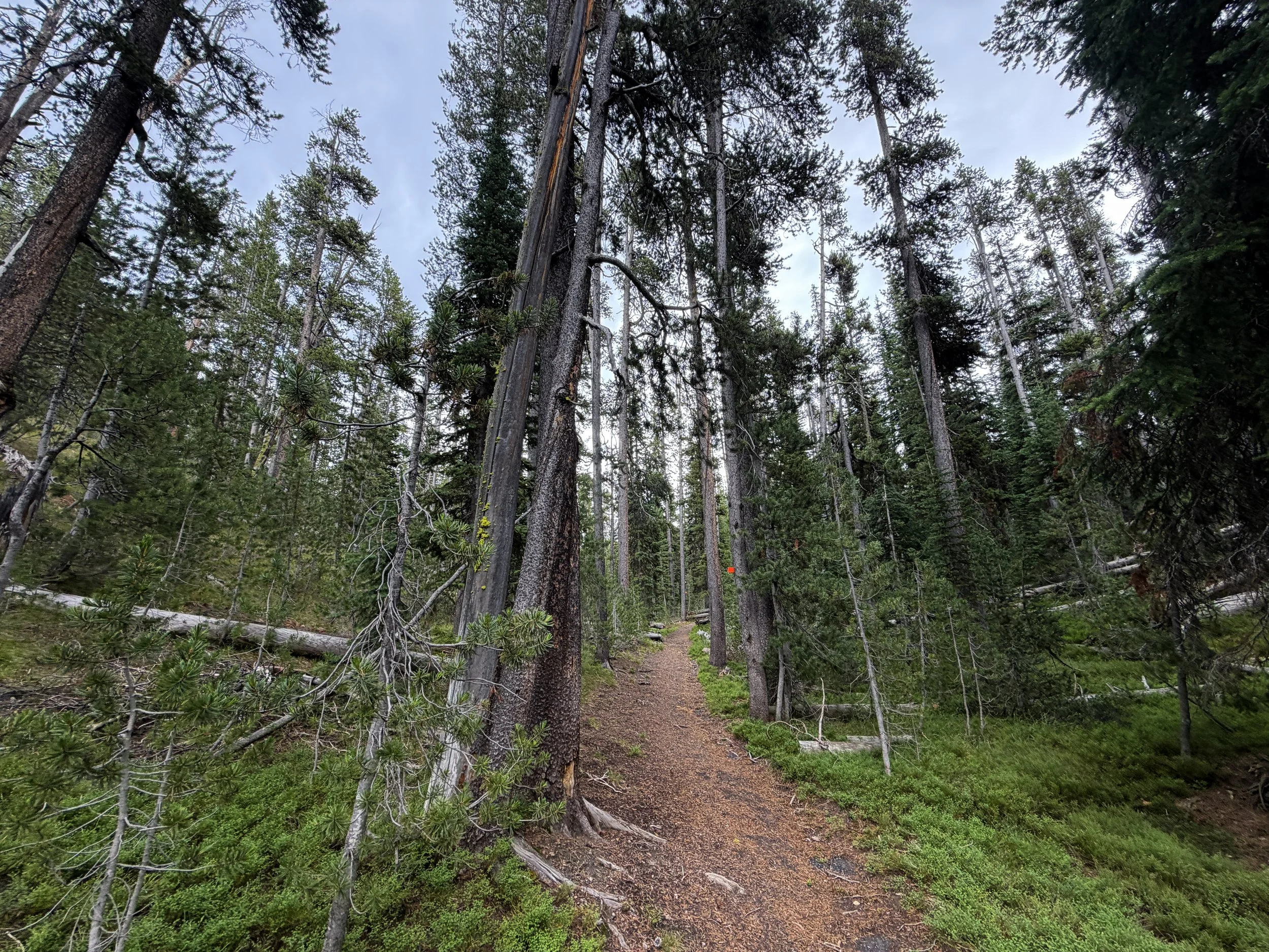Divide Mountain Trail Yellowstone National Park Wyoming