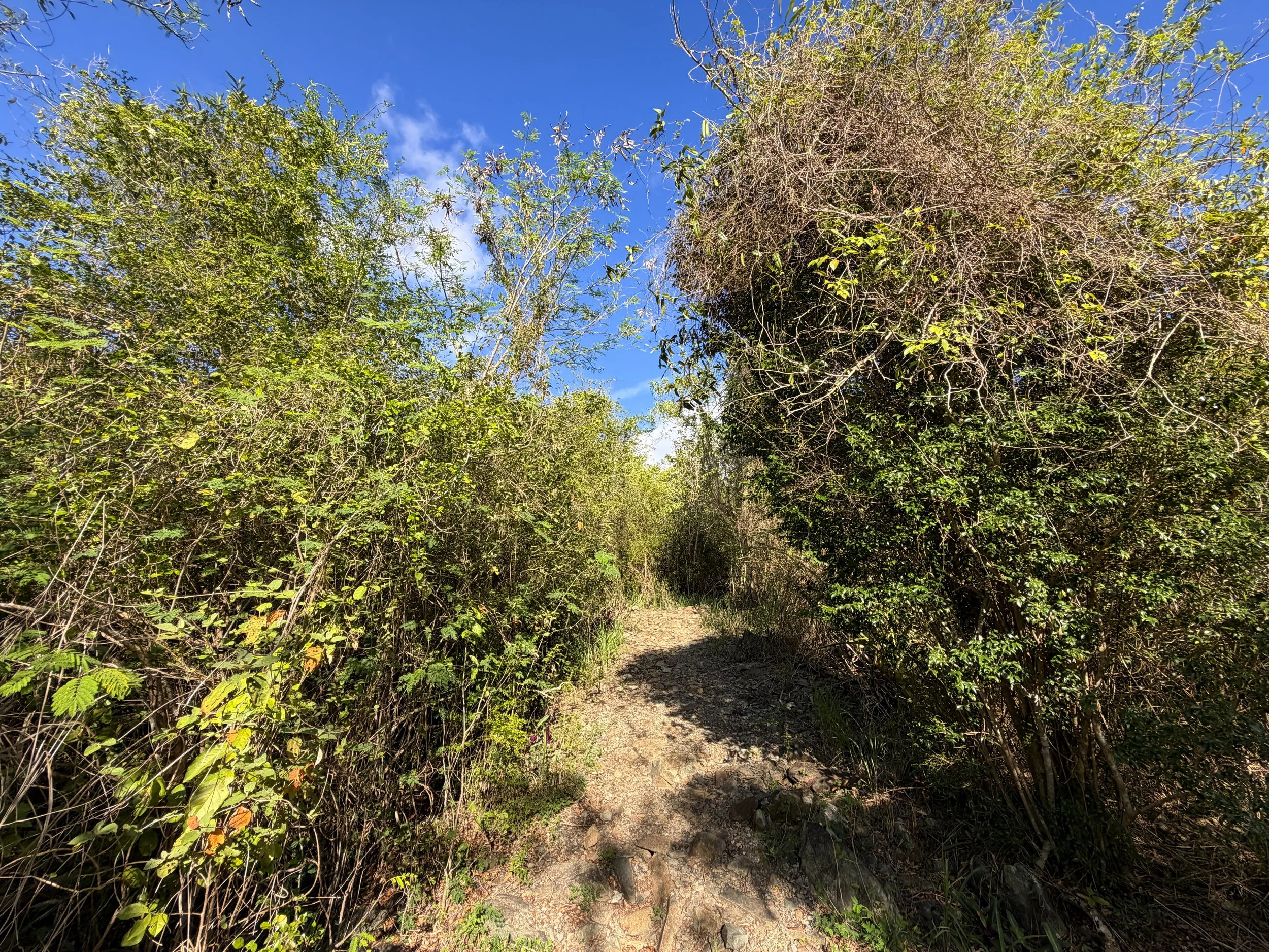 Caneel Hill Spur Trail Virgin Islands National Park