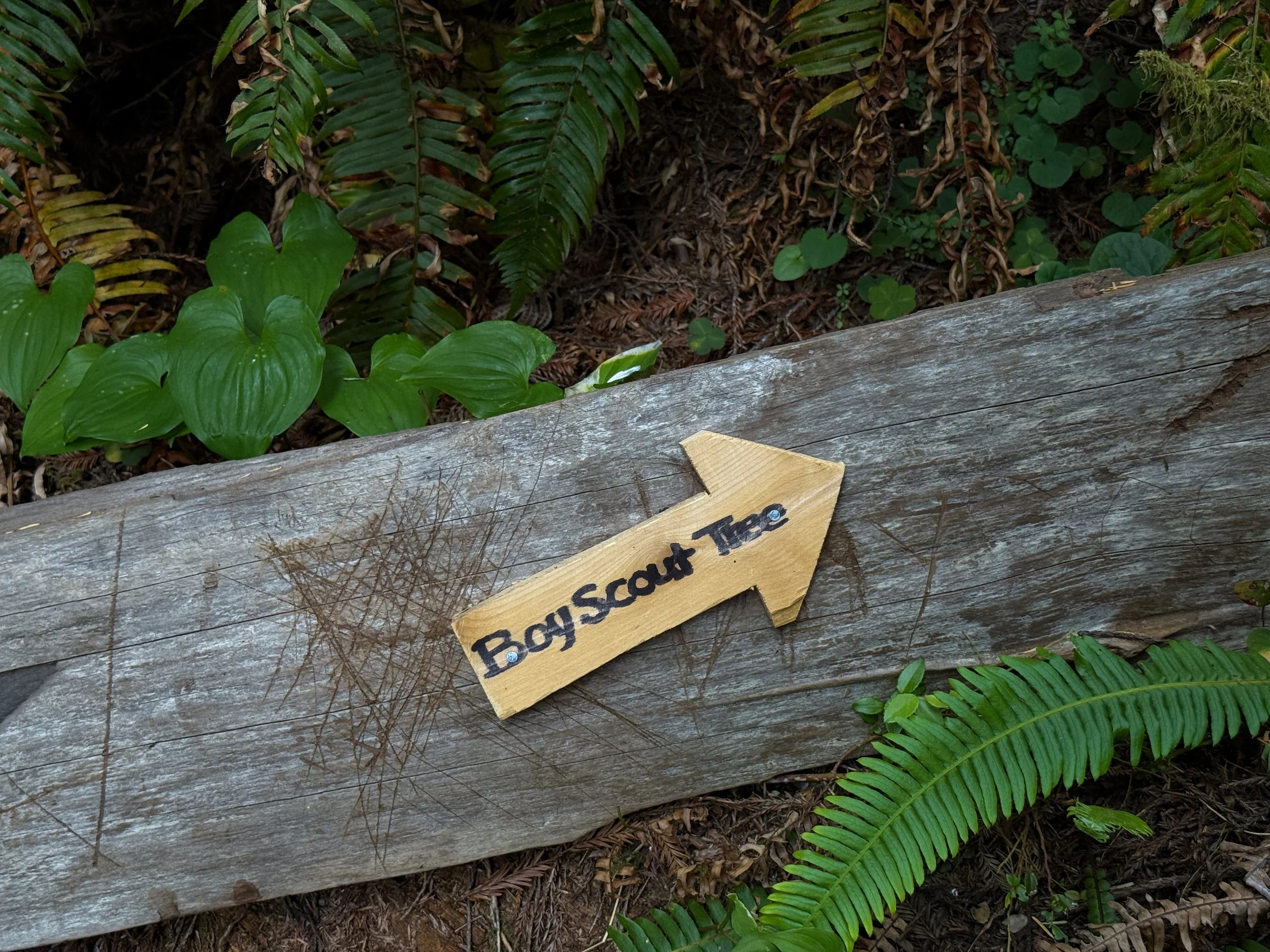 Boy Scout Tree Trail Jedediah Smith Redwoods State Park California