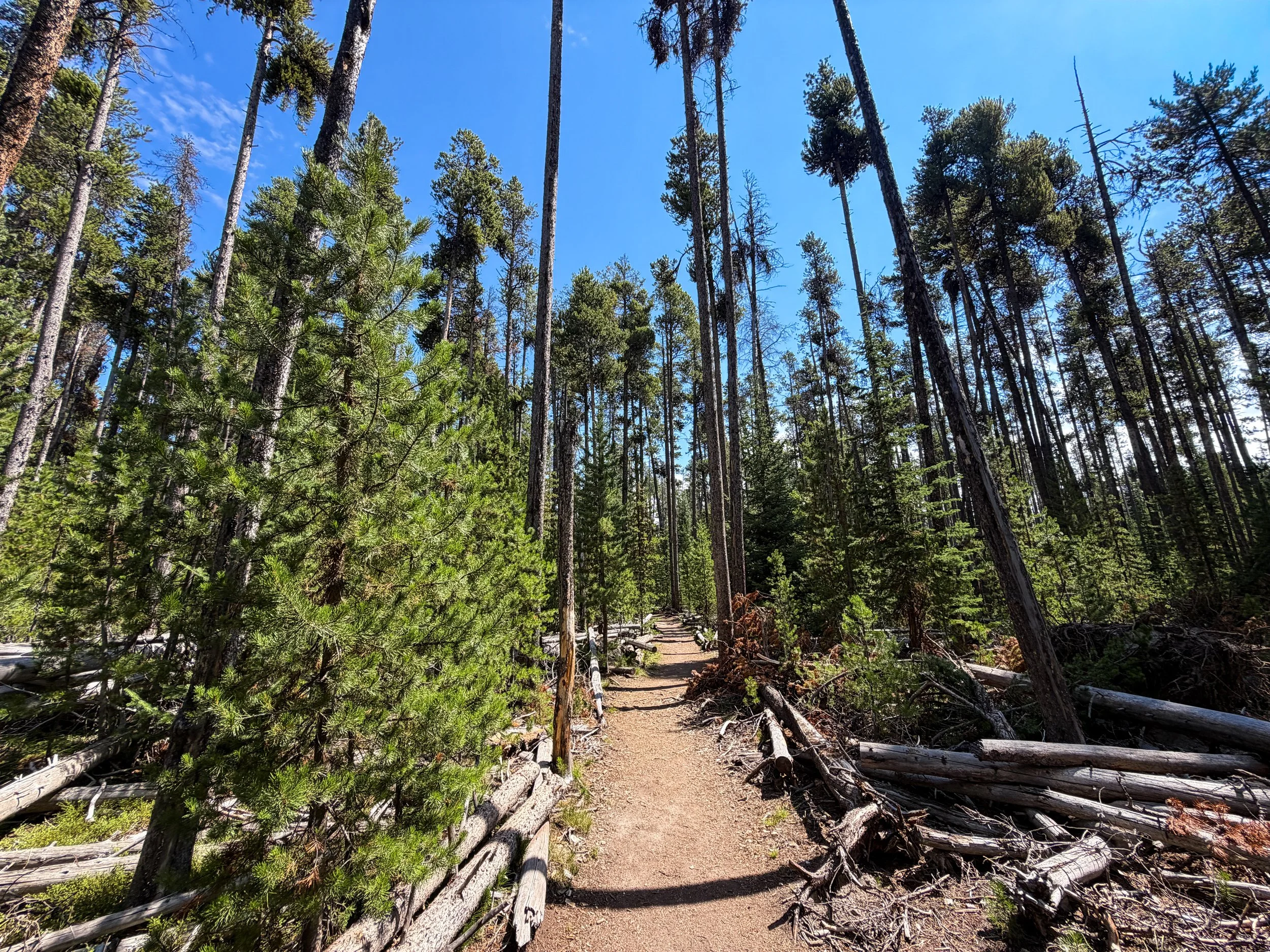 Storm Point Loop Trail Yellowstone National Park Wyoming
