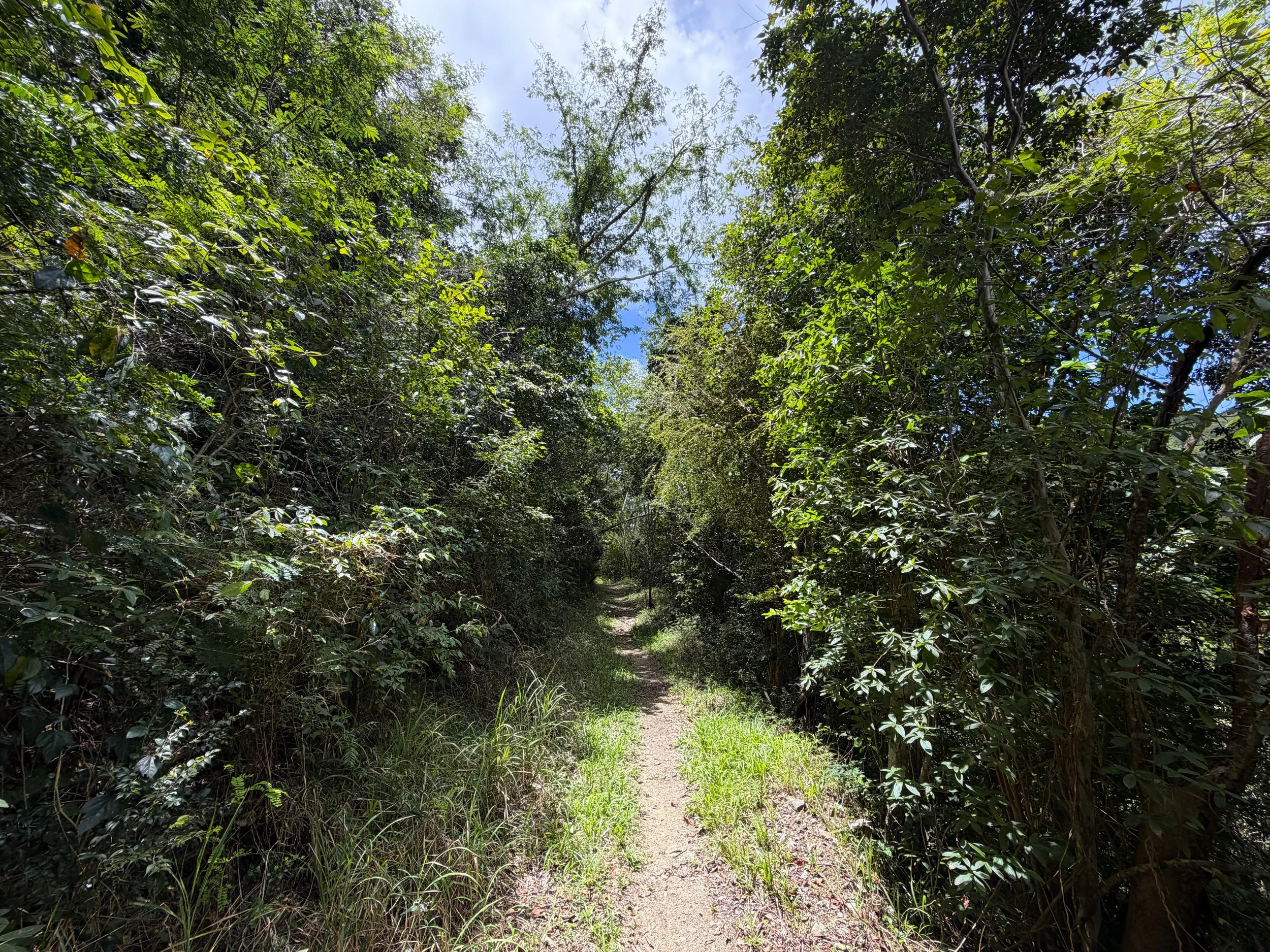 LEsperance Trail Virgin Islands National Park