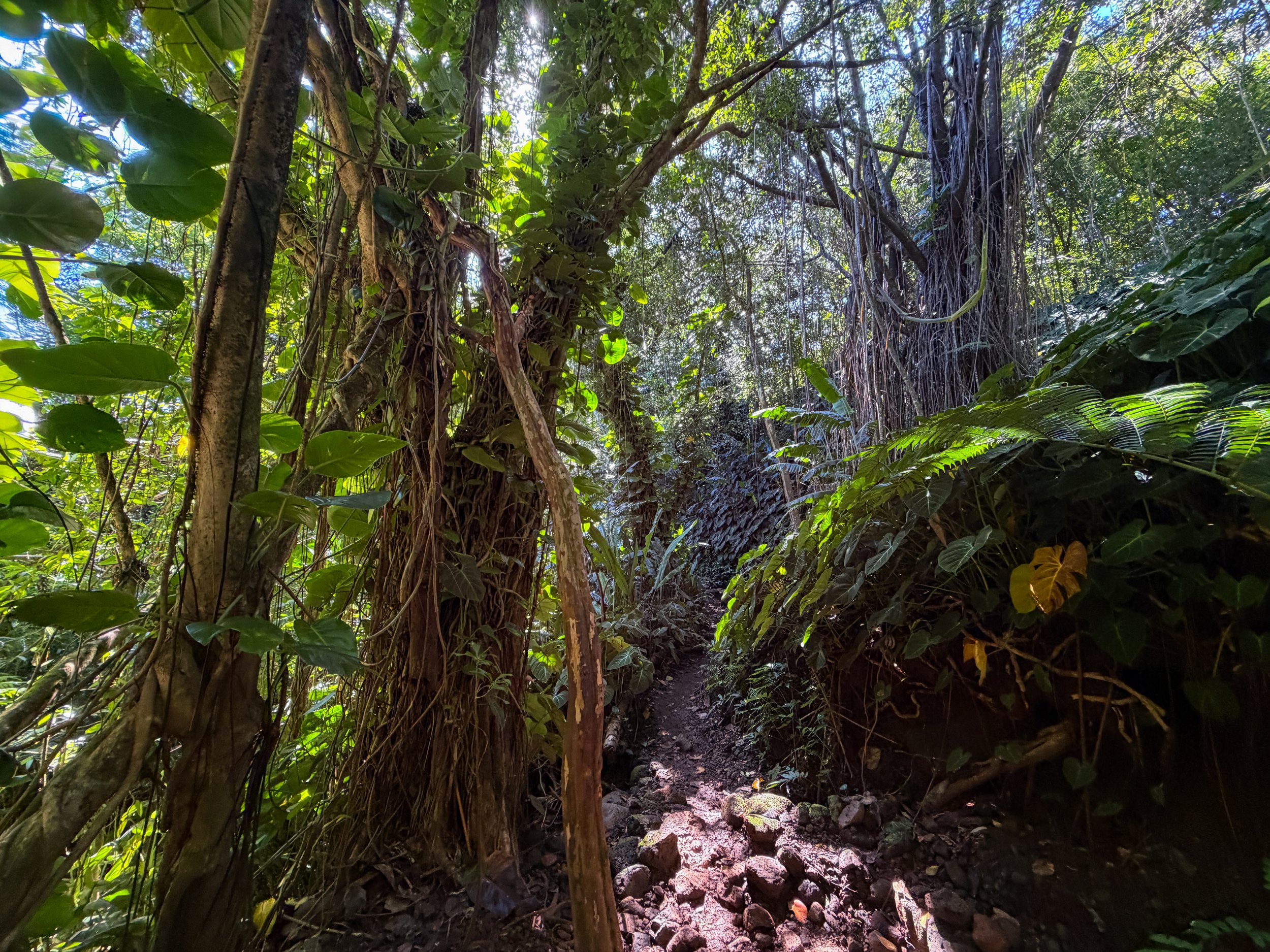 Aihualama to Pauoa Flats Trail Oahu Hawaii