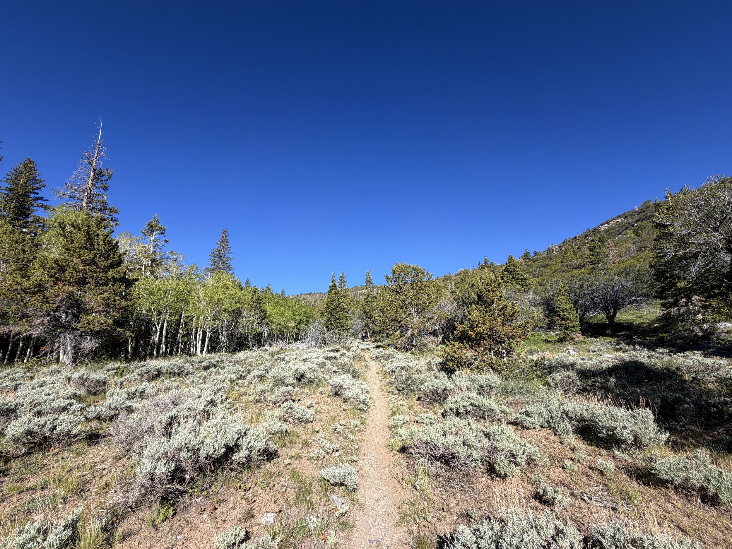 Lehman Creek Trail Great Basin National Park Nevada