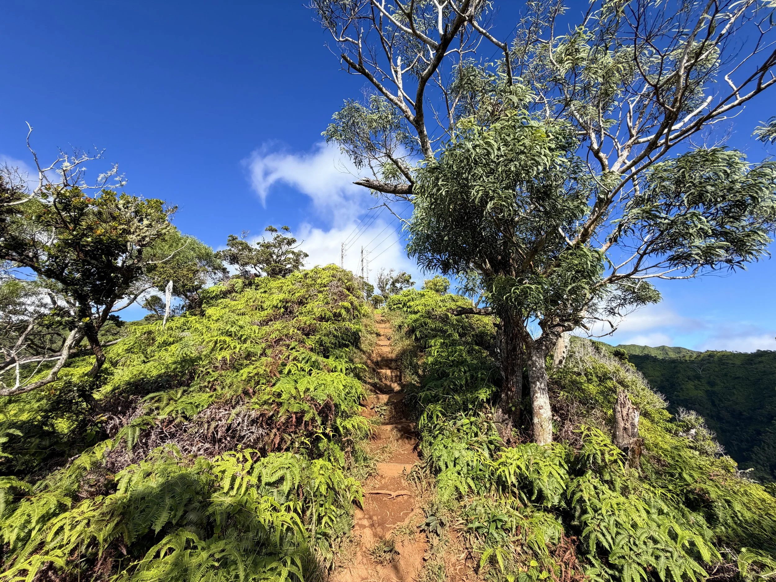 Wiliwilinui Ridge Trail Oahu Hawaii