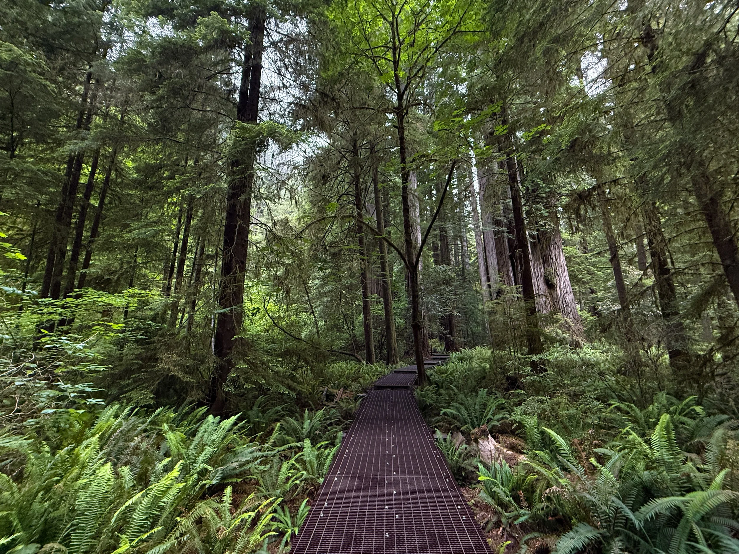 Grove of the Titans Trail Boardwalk Jedediah Smith Redwoods State Park California