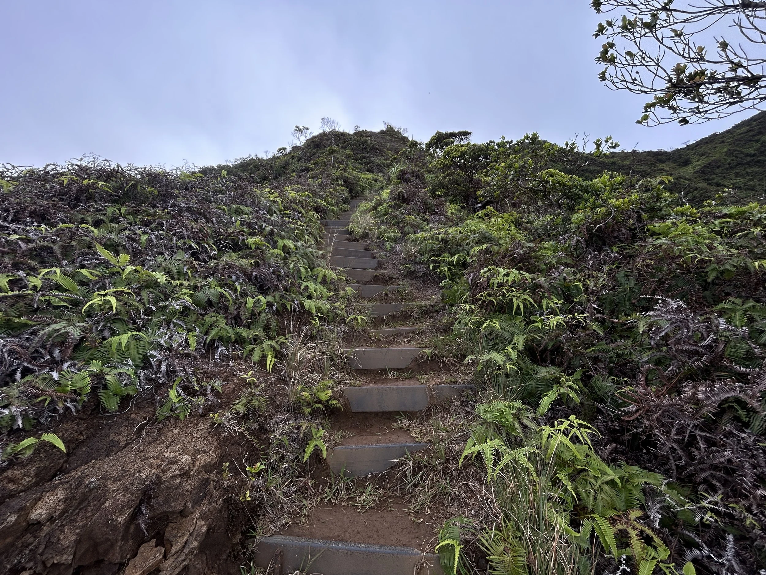 Hiking the Hawaiʻi Loa Ridge Trail on Oʻahu — noahawaii