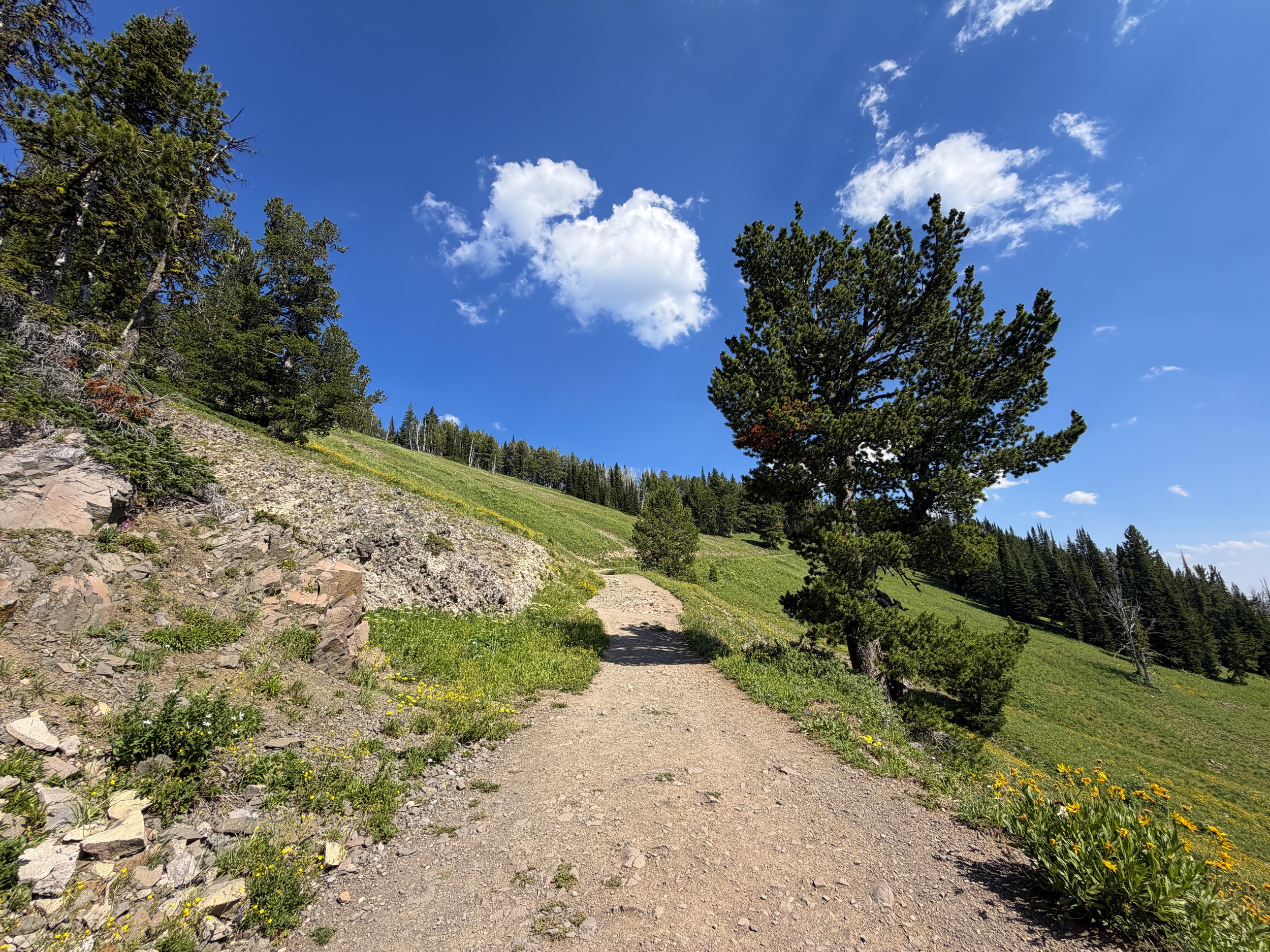 Mt. Washburn Trail via Dunraven Pass Yellowstone National Park Wyoming