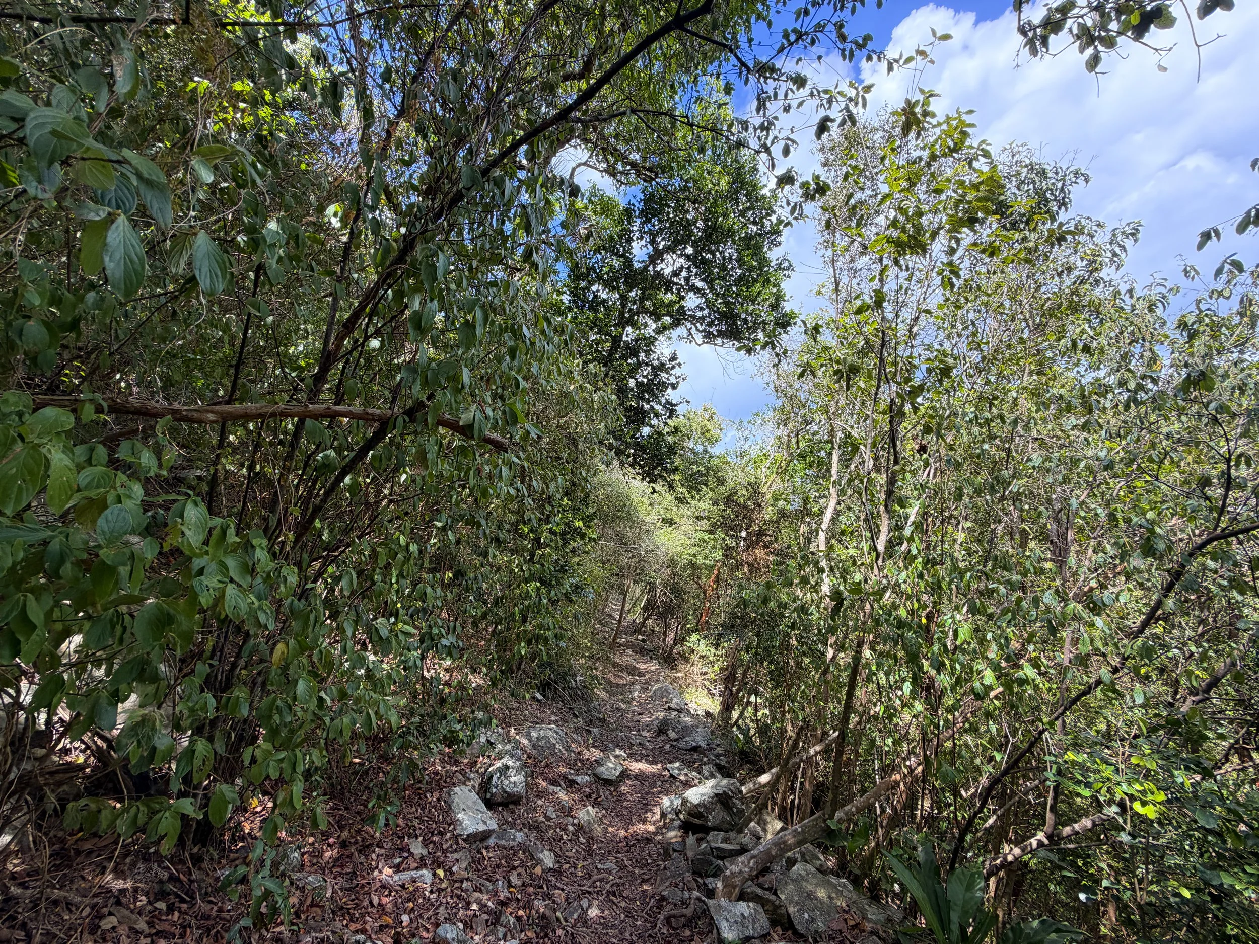 Maria Hope Trail Virgin Islands National Park