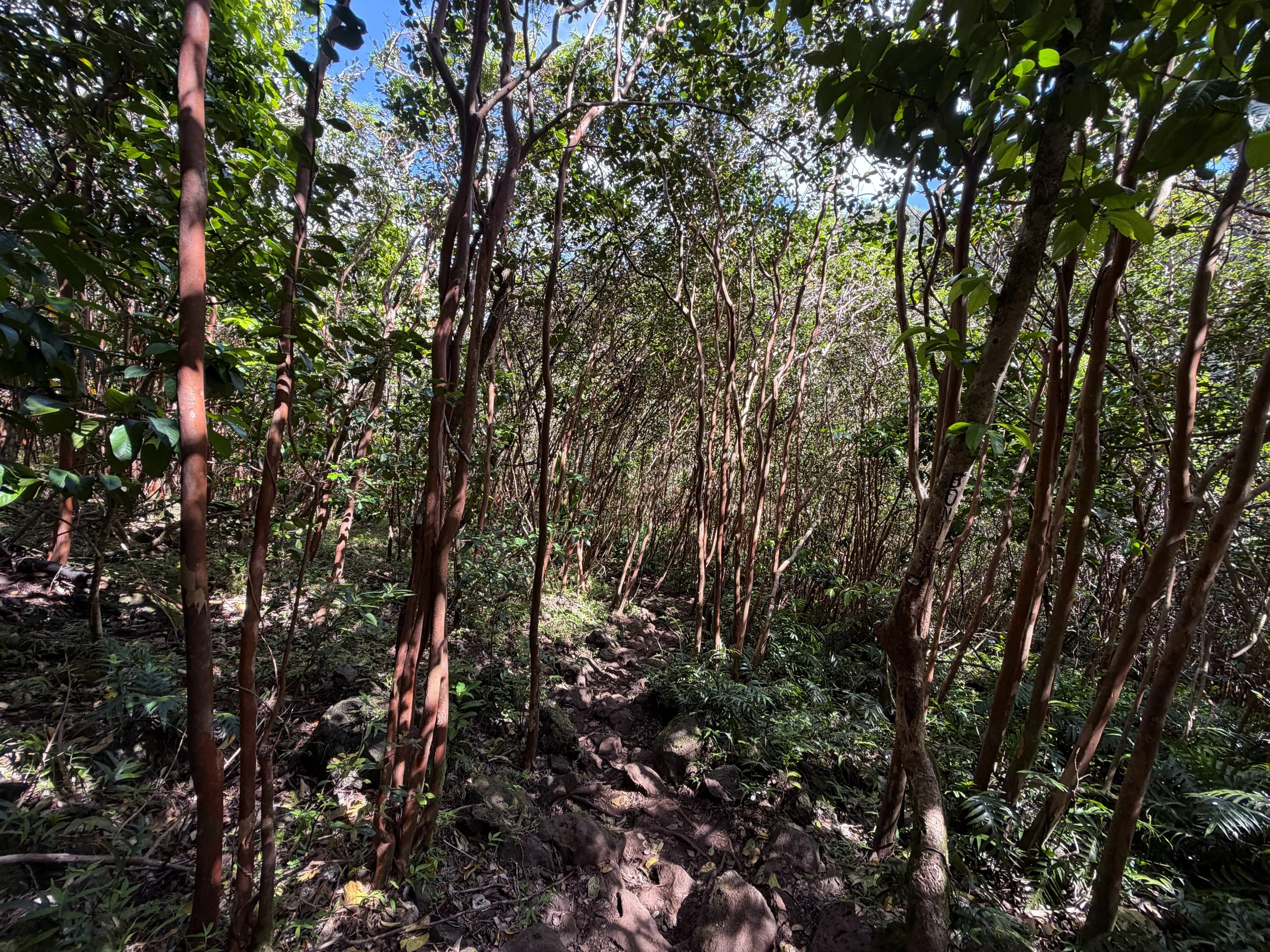 Waimano Falls Trail Oahu Hawaii