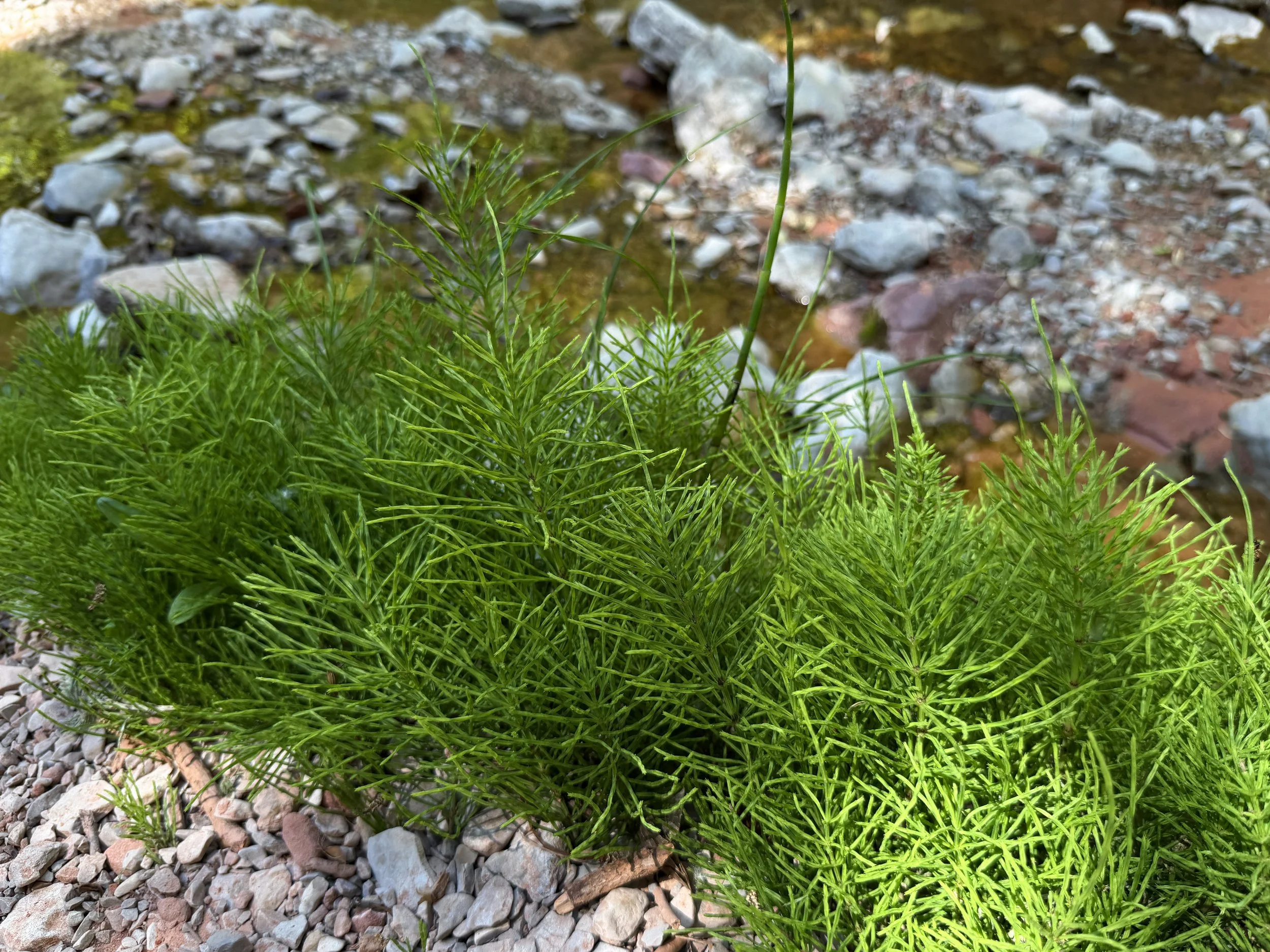 Field Horsetail Equisetum arvense