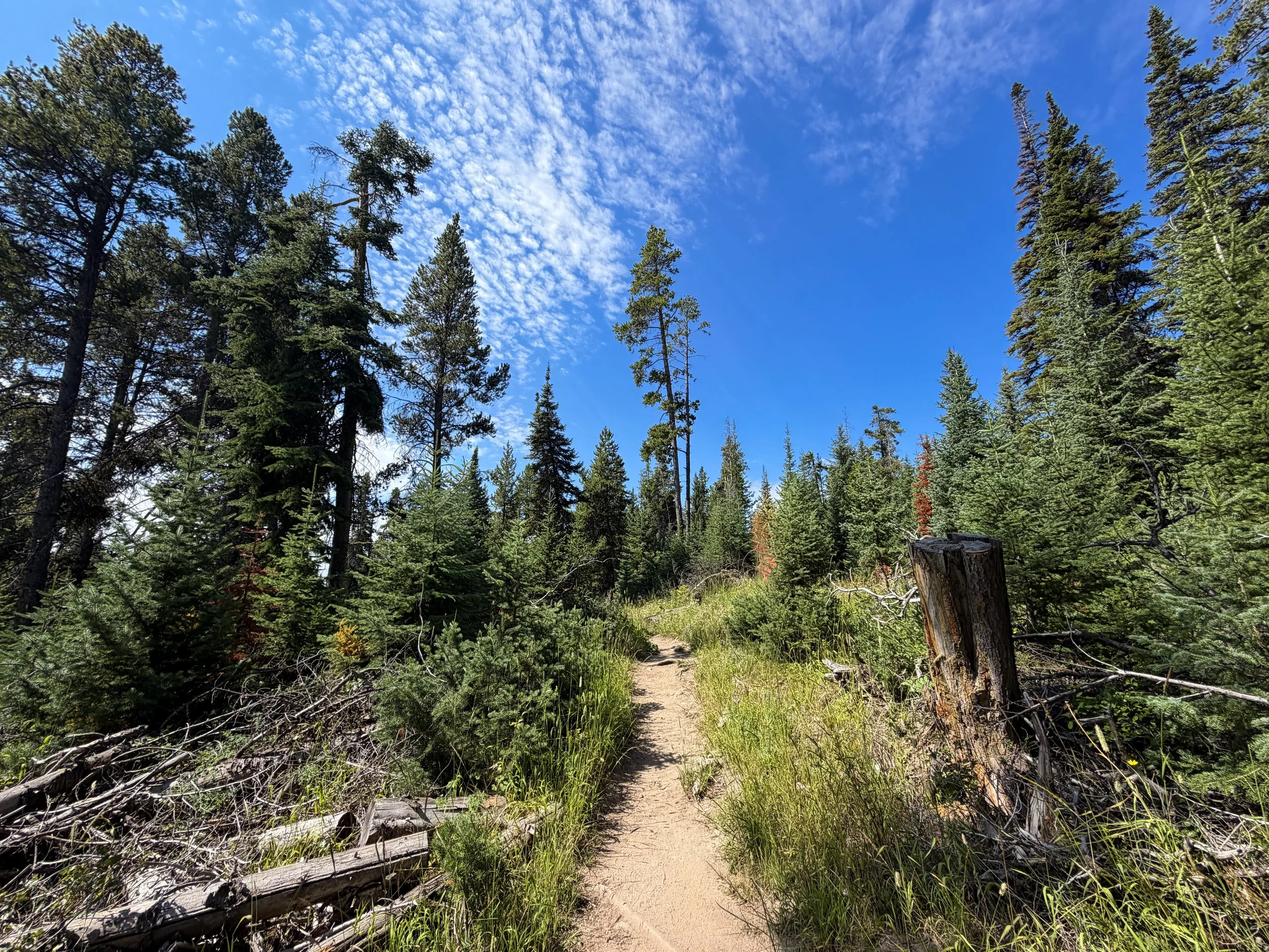 Storm Point Loop Trail Yellowstone National Park Wyoming