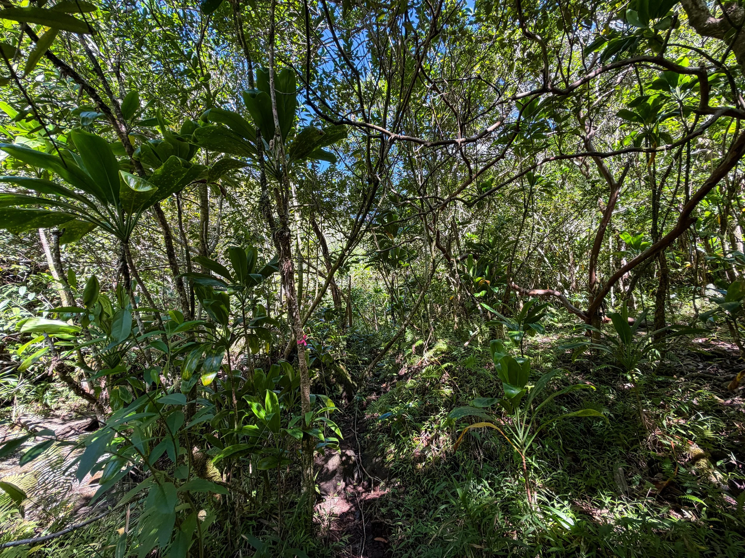 Kaau Crater Trail Oahu Hawaii