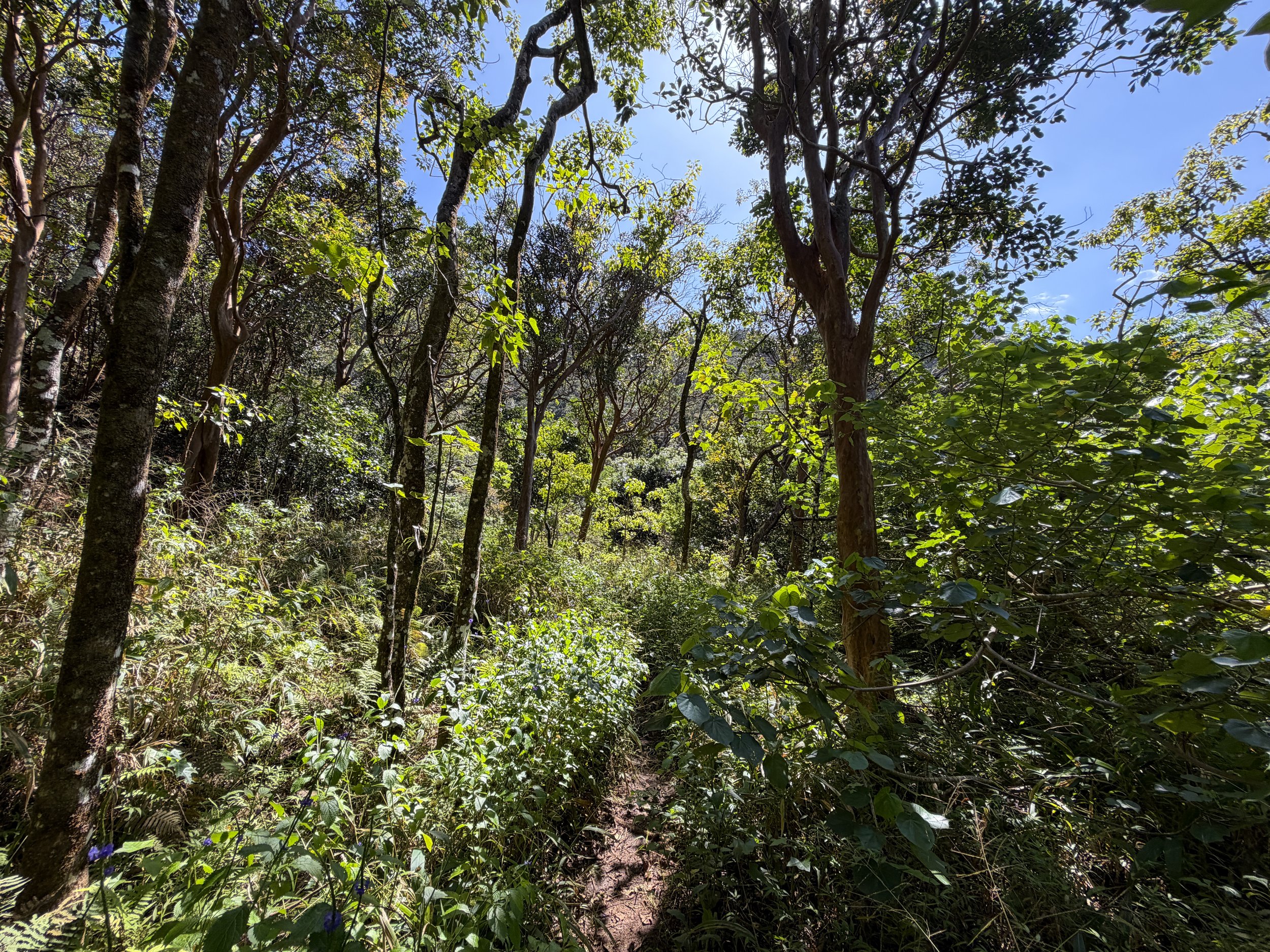 Kulanaahane Hike to Moanalua Saddle Oahu Hawaii