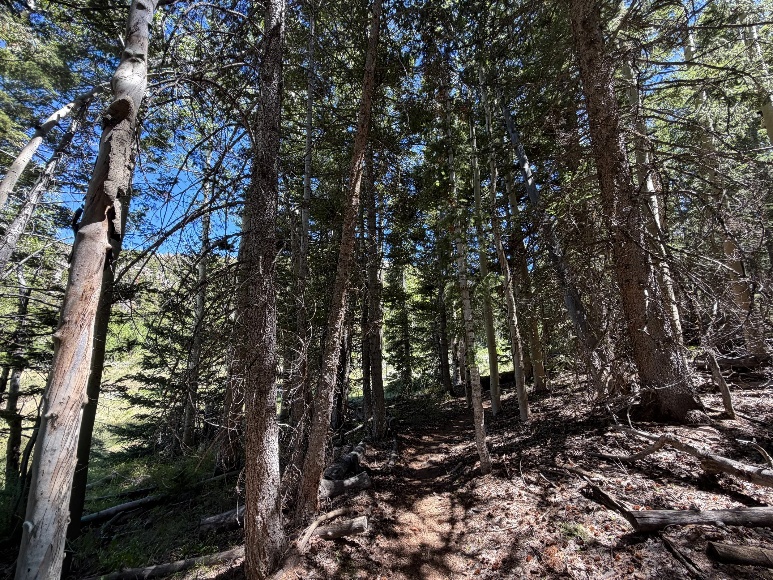 Baker Creek Loop Trail Great Basin National Park Nevada