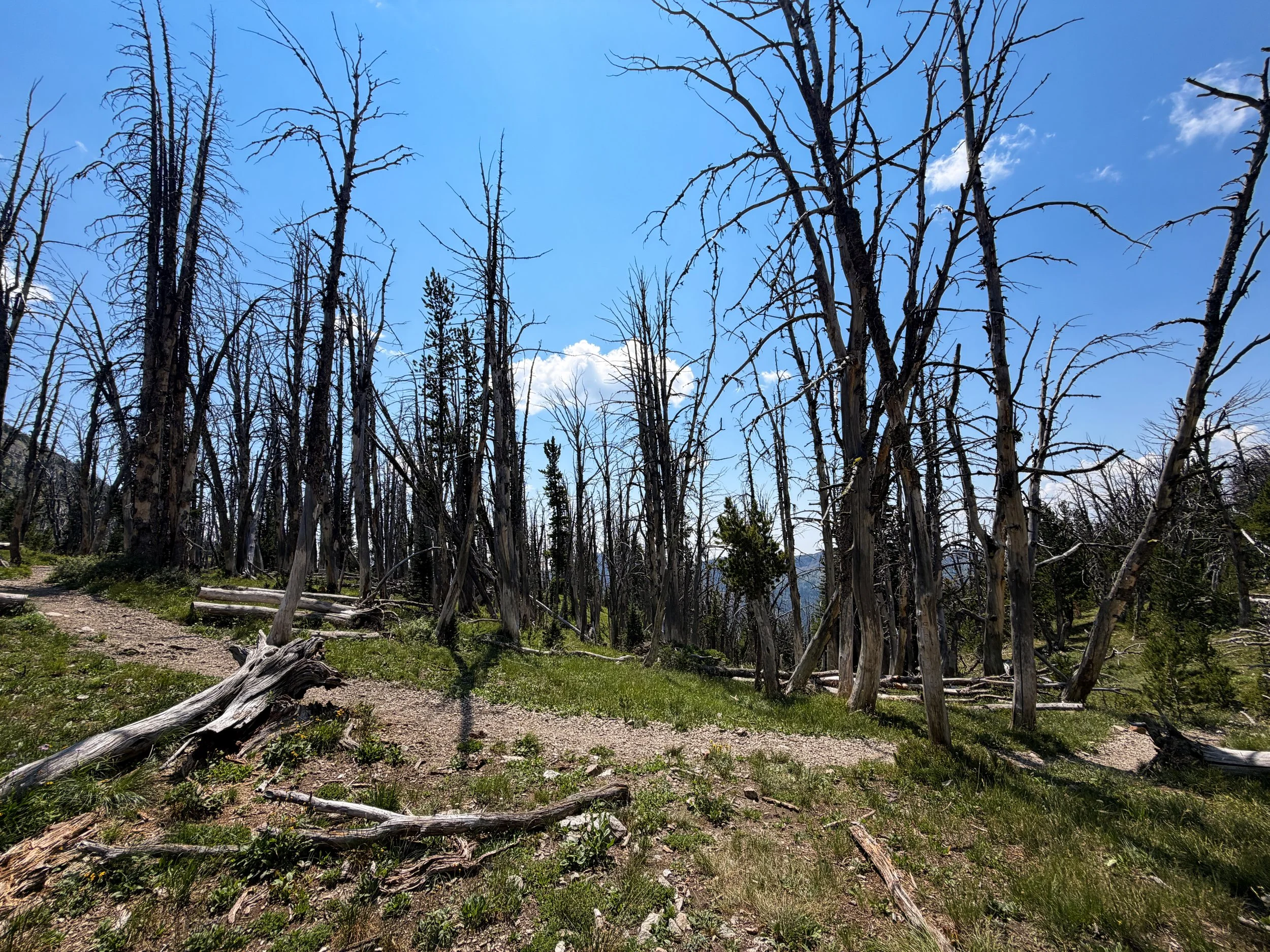 Avalanche Peak Loop Trail Yellowstone National Park Wyoming