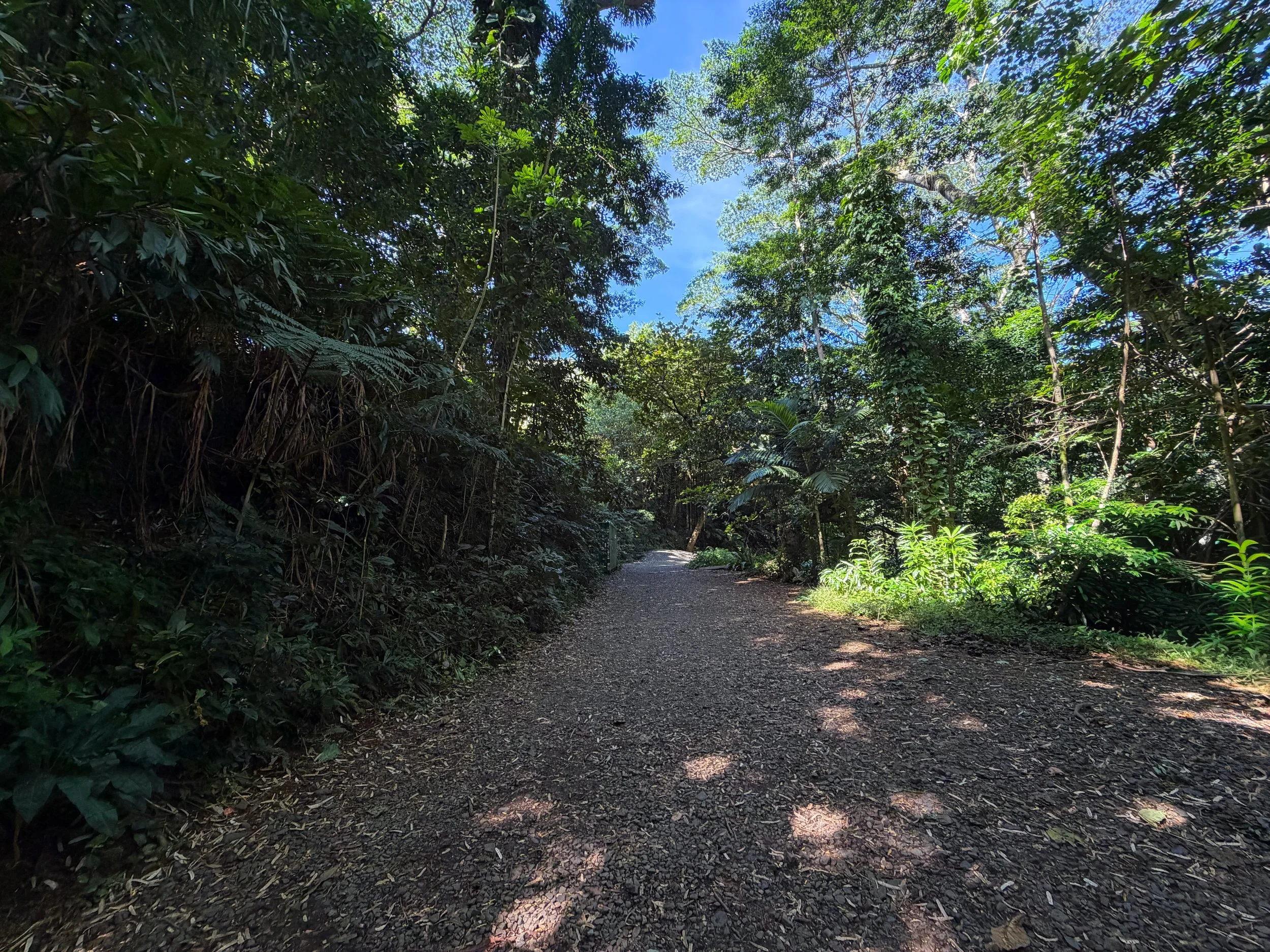 Manoa Falls Trail Oahu Hawaii