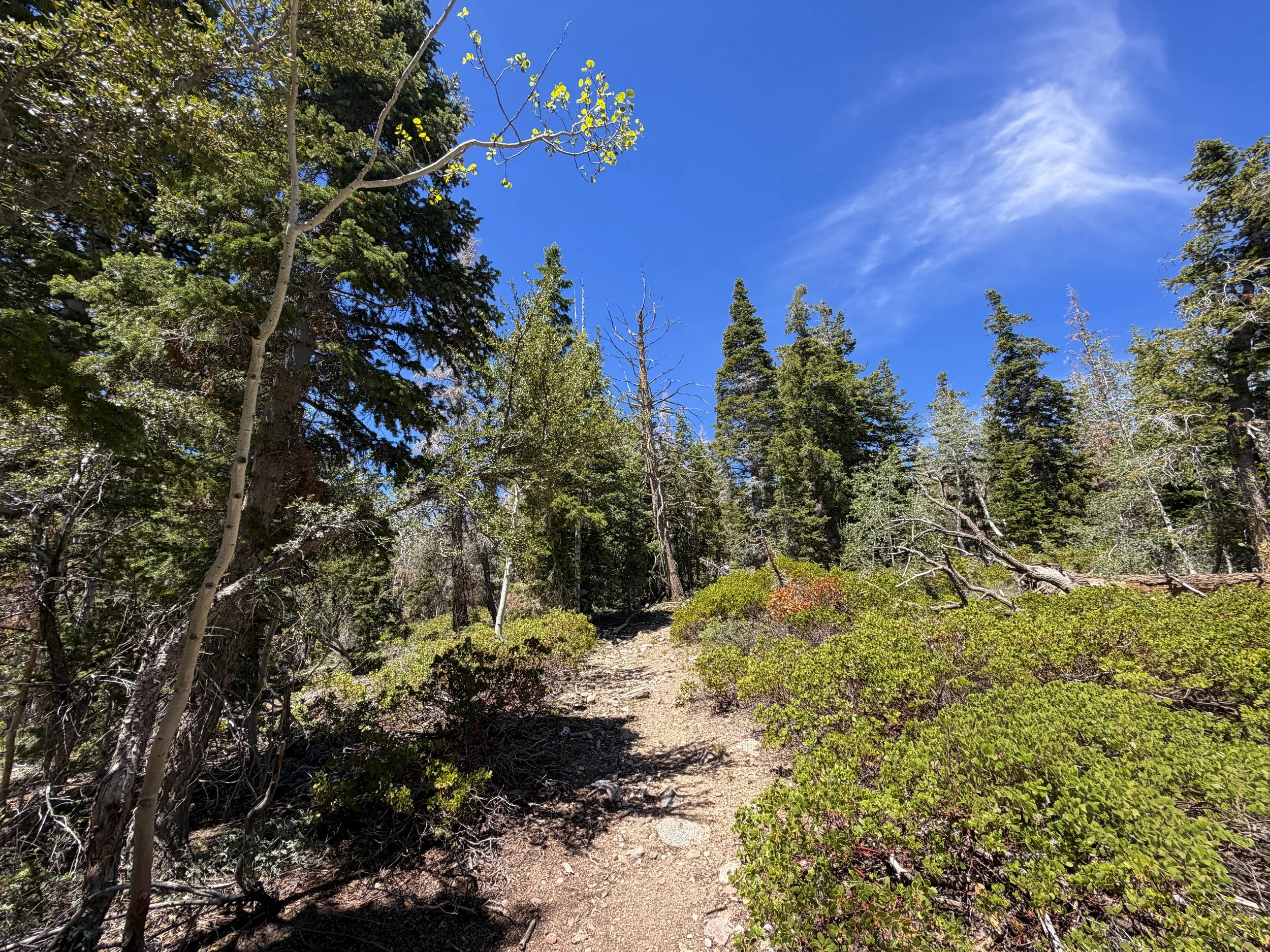 Dead Lake Trail Great Basin National Park Nevada