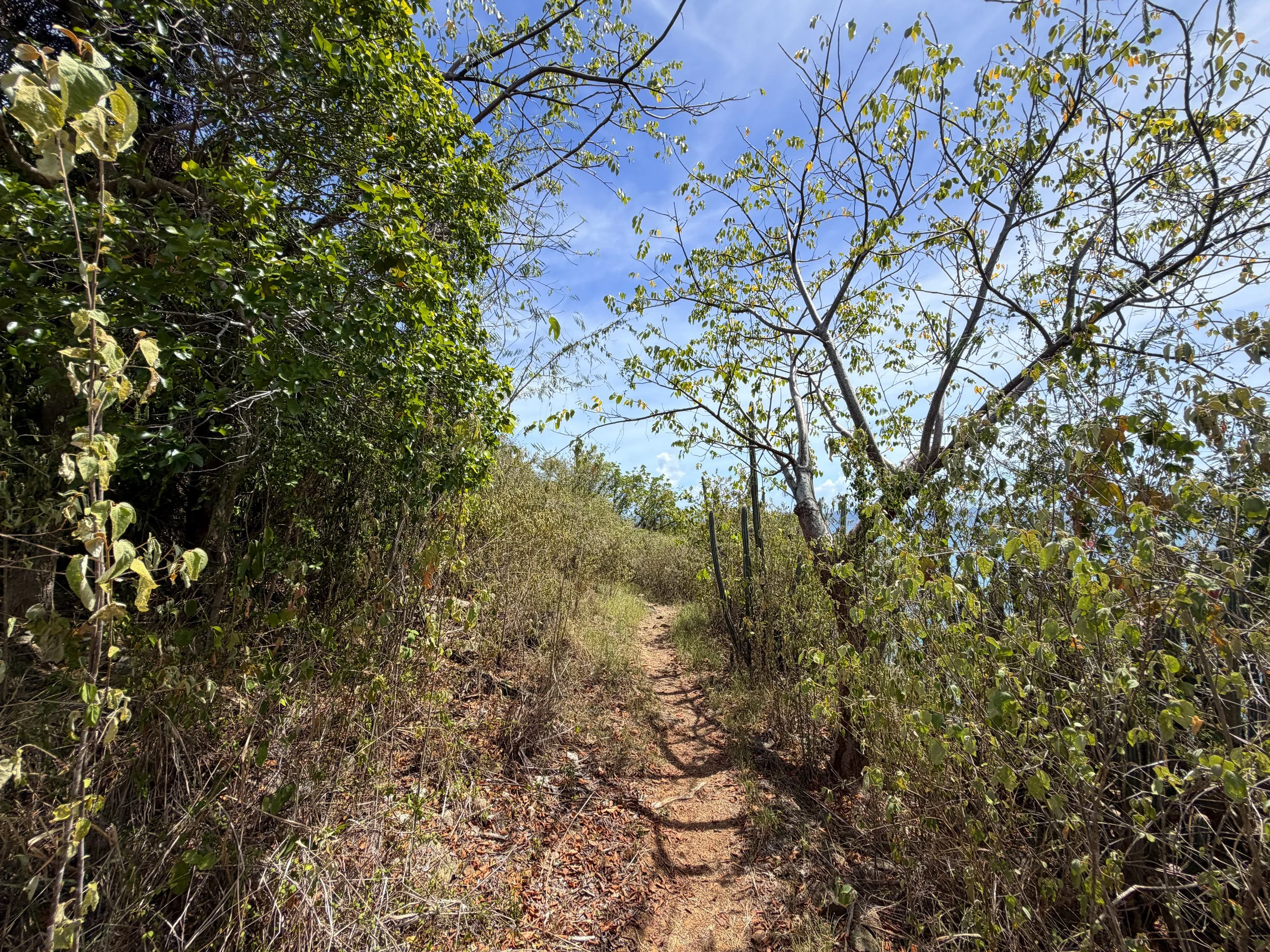 Yawzi Point Hike Virgin Islands National Park