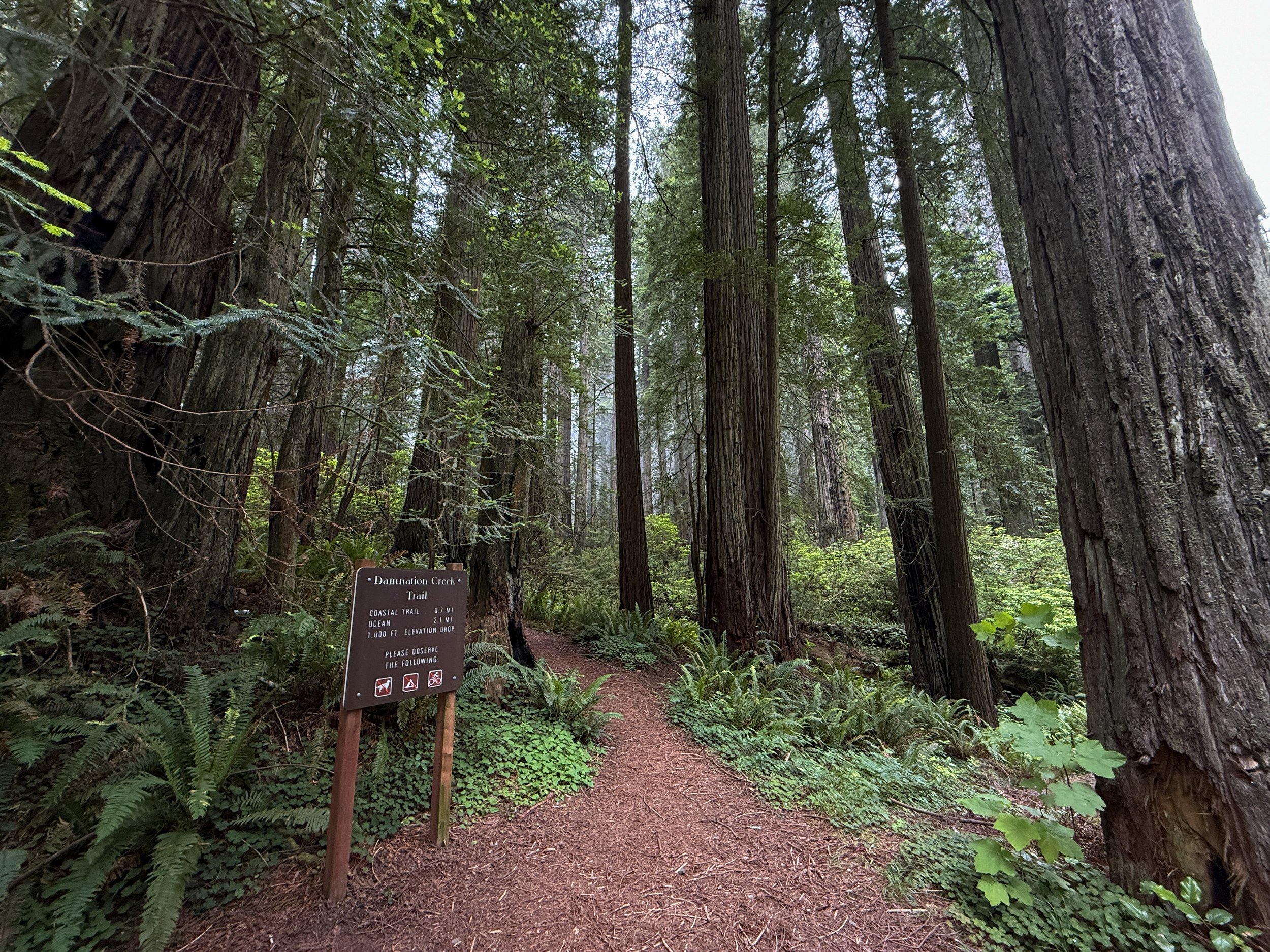 Damnation Creek Trailhead Del Norte Coast Redwoods State Park California