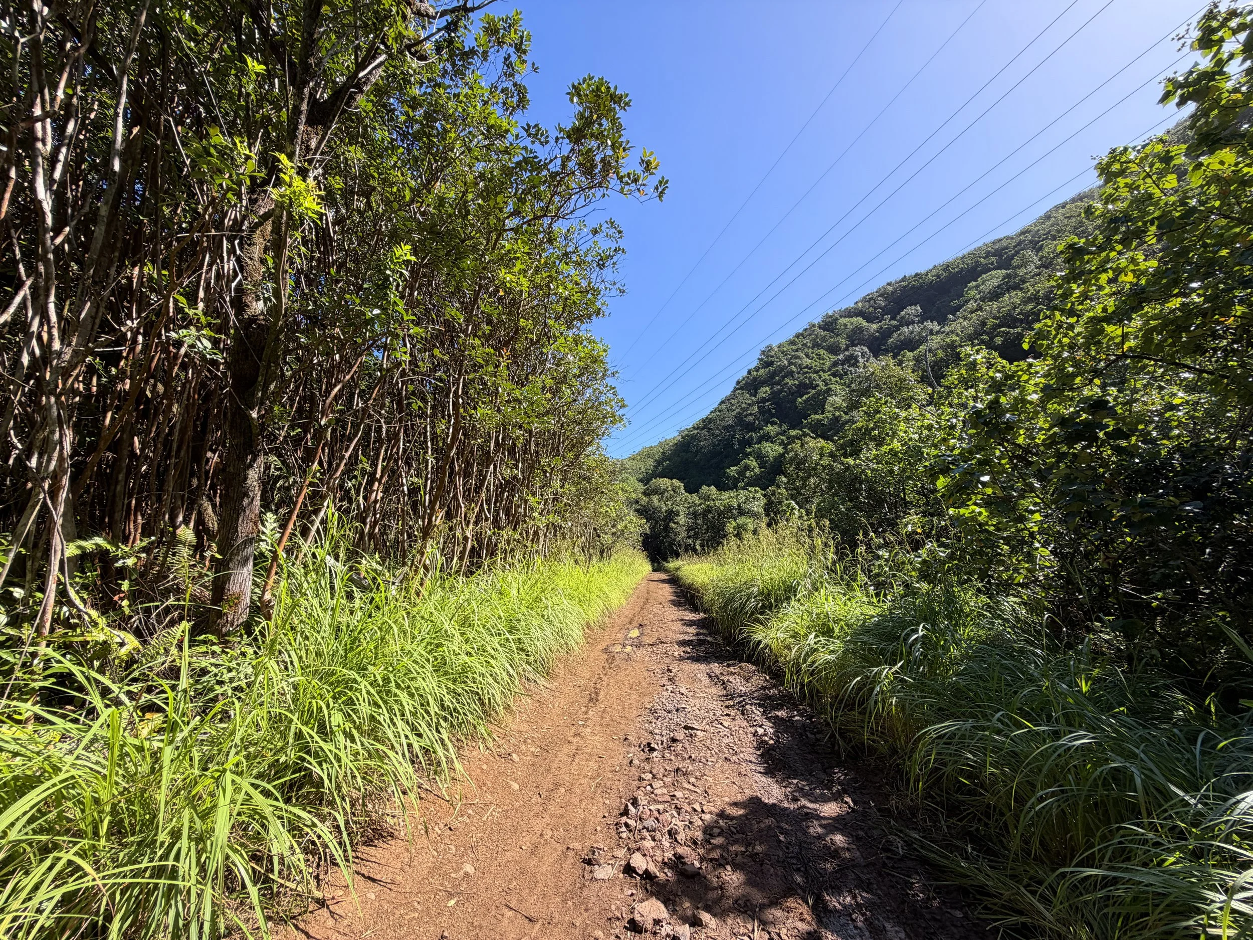 Tripler Ridge Trail via Kamananui Valley Road Oahu Hawaii