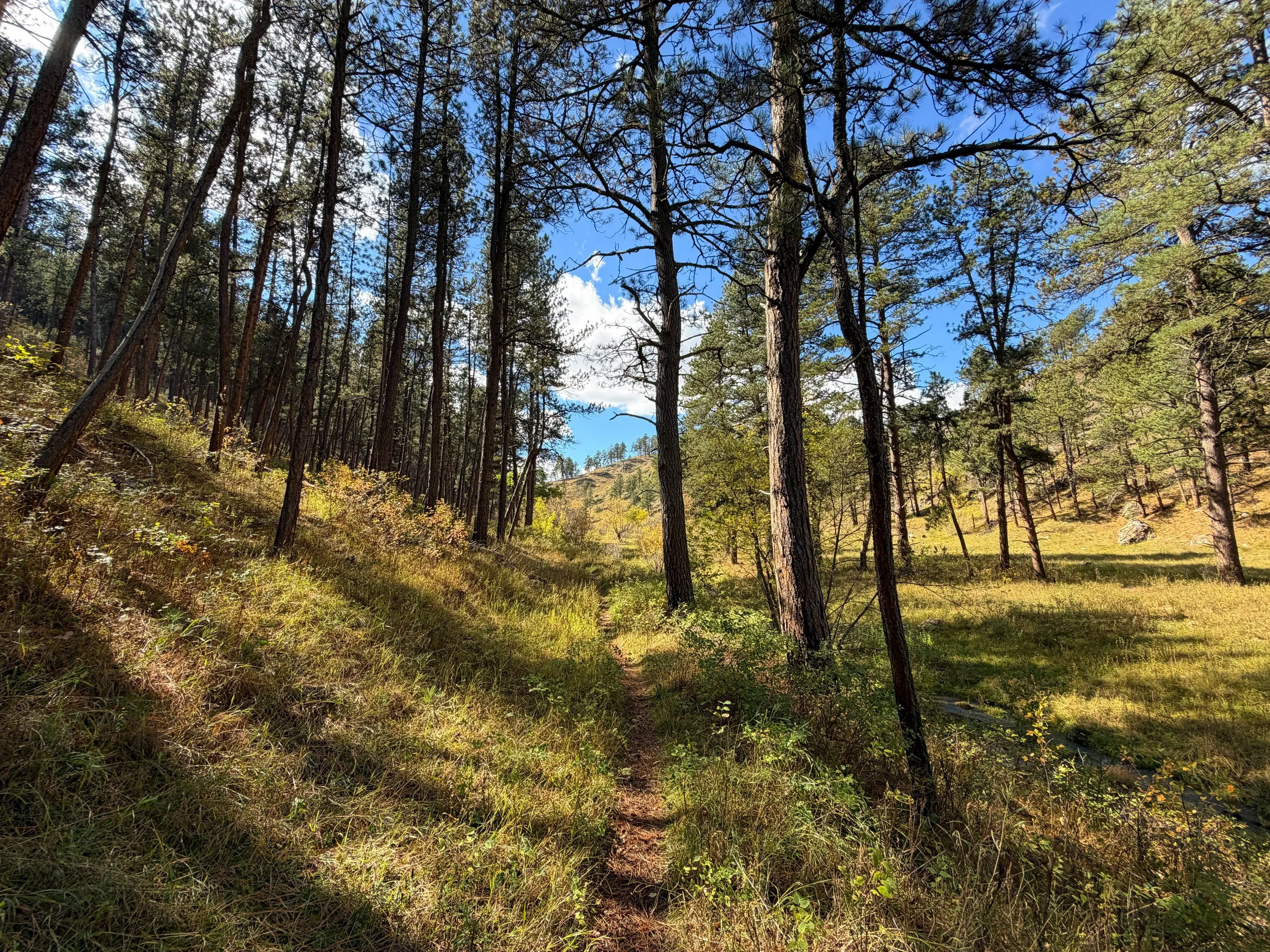 Lookout Point Loop Trail Wind Cave National Park South Dakota