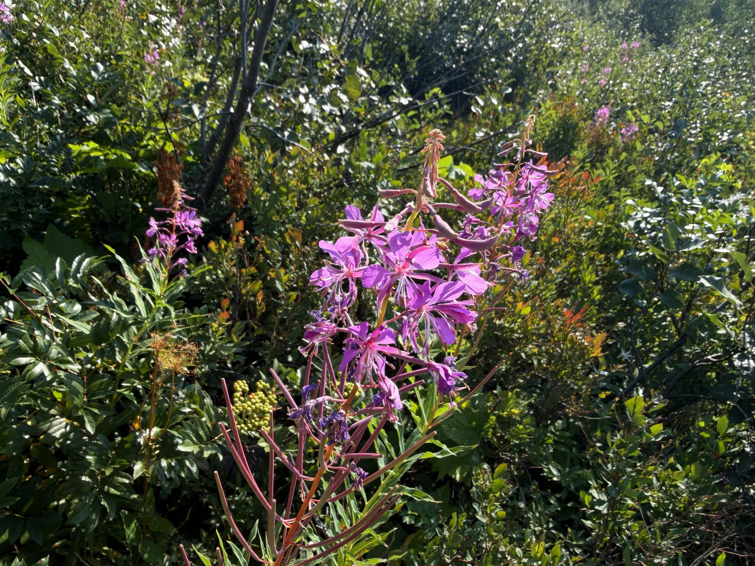 Fireweed Epilobium angustifolium
