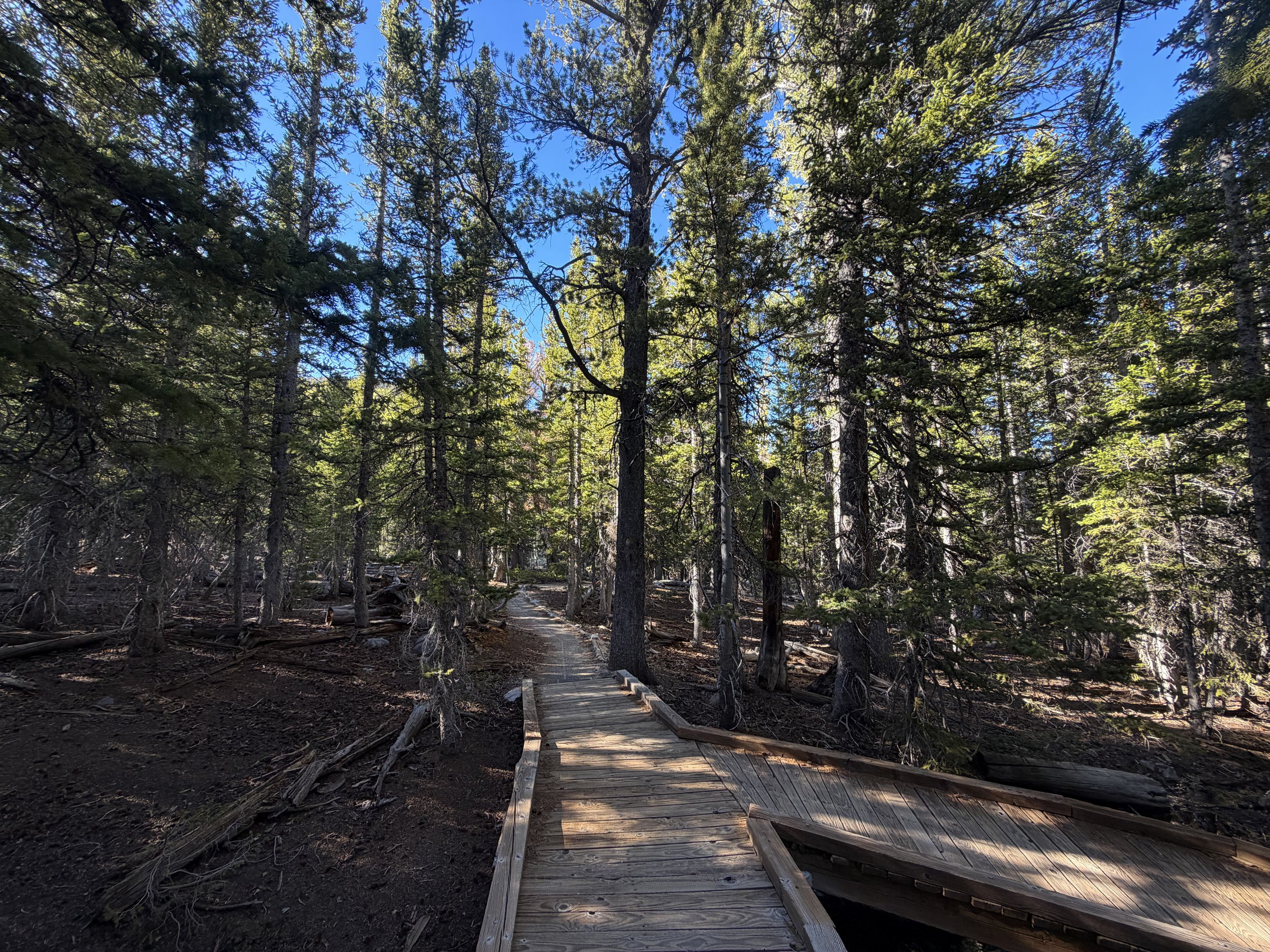 Island Forest Trail Great Basin National Park Nevada