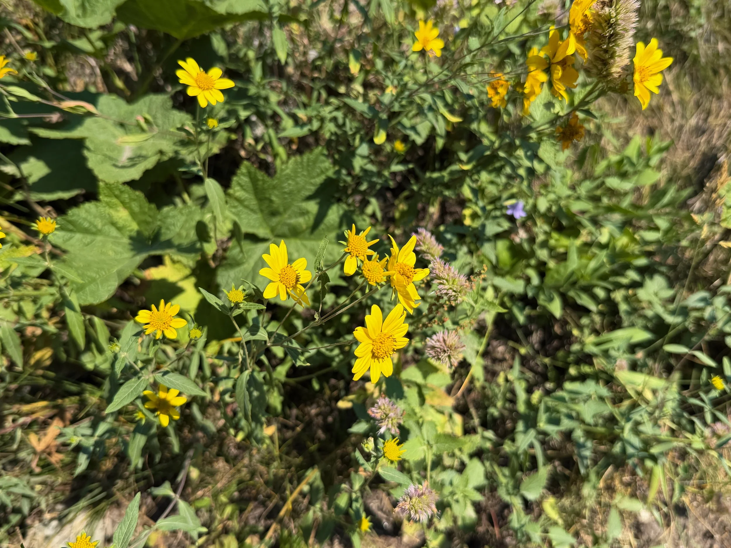 Showy Goldeneye Heliomeris multiflora