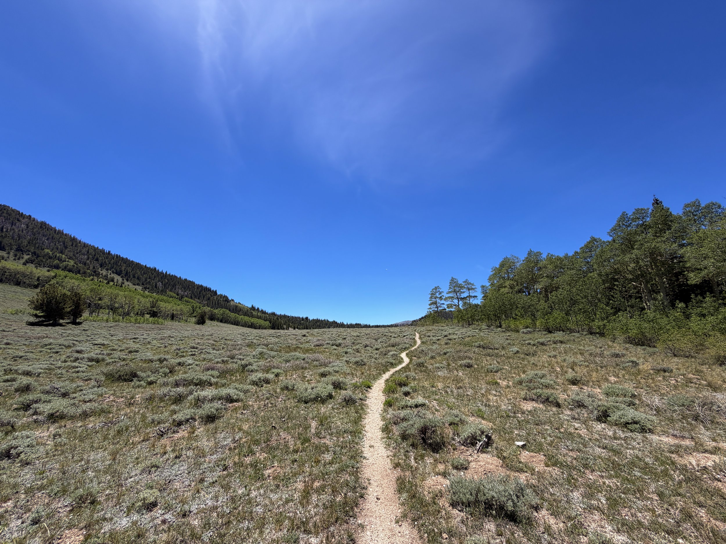 Timber Creek Loop Trail Great Basin National Park Nevada