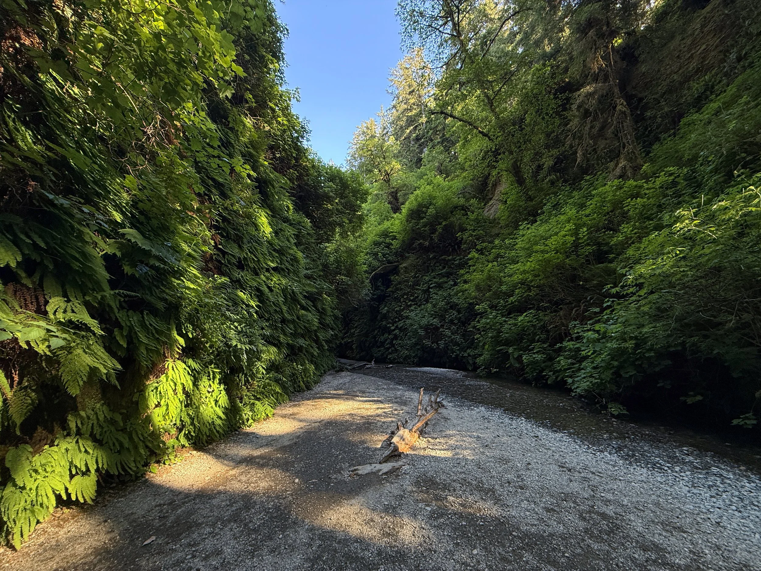 Fern Canyon Loop Trail Prairie Creek Redwoods State Park California