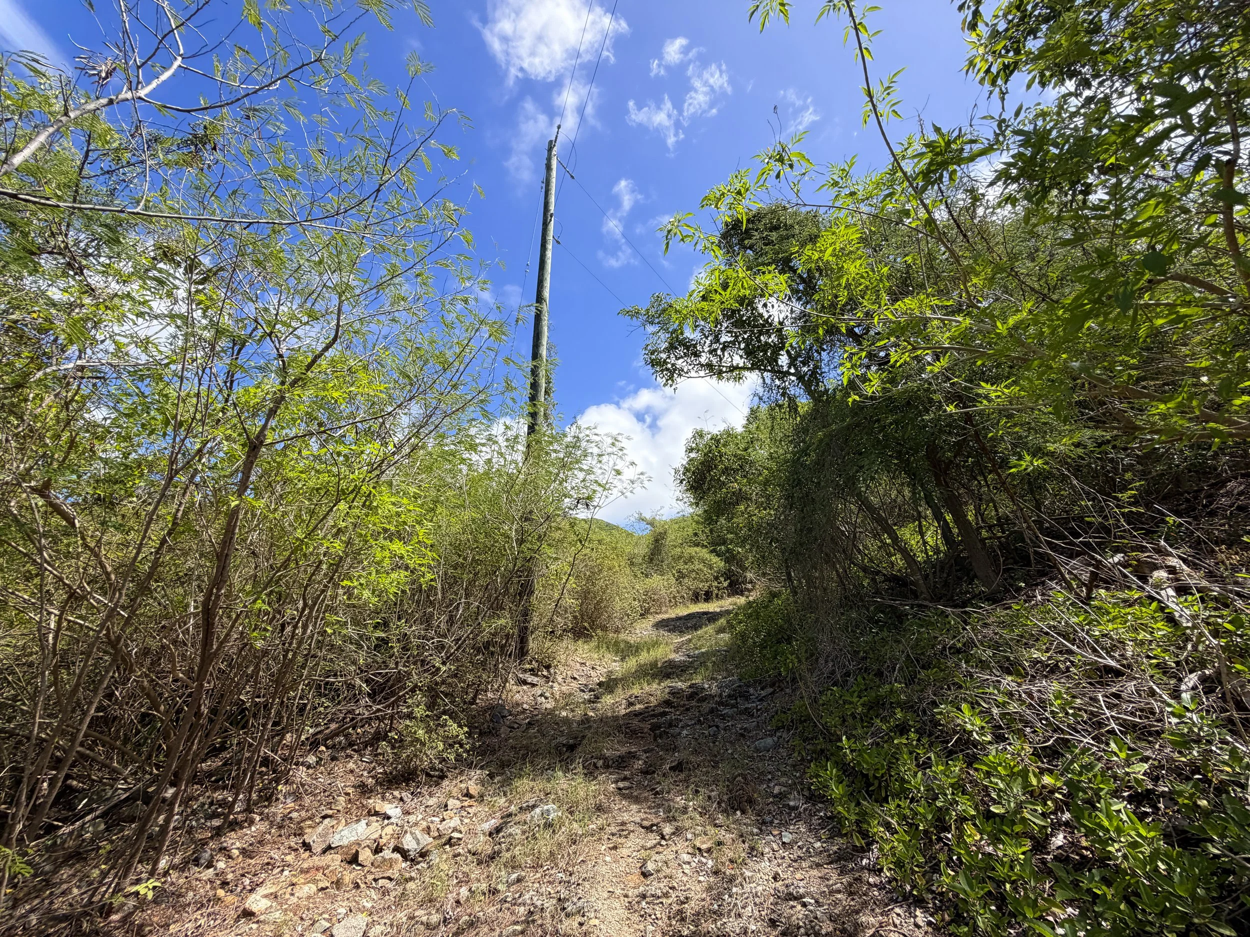 Bordeaux Mountain Trail Virgin Islands National Park