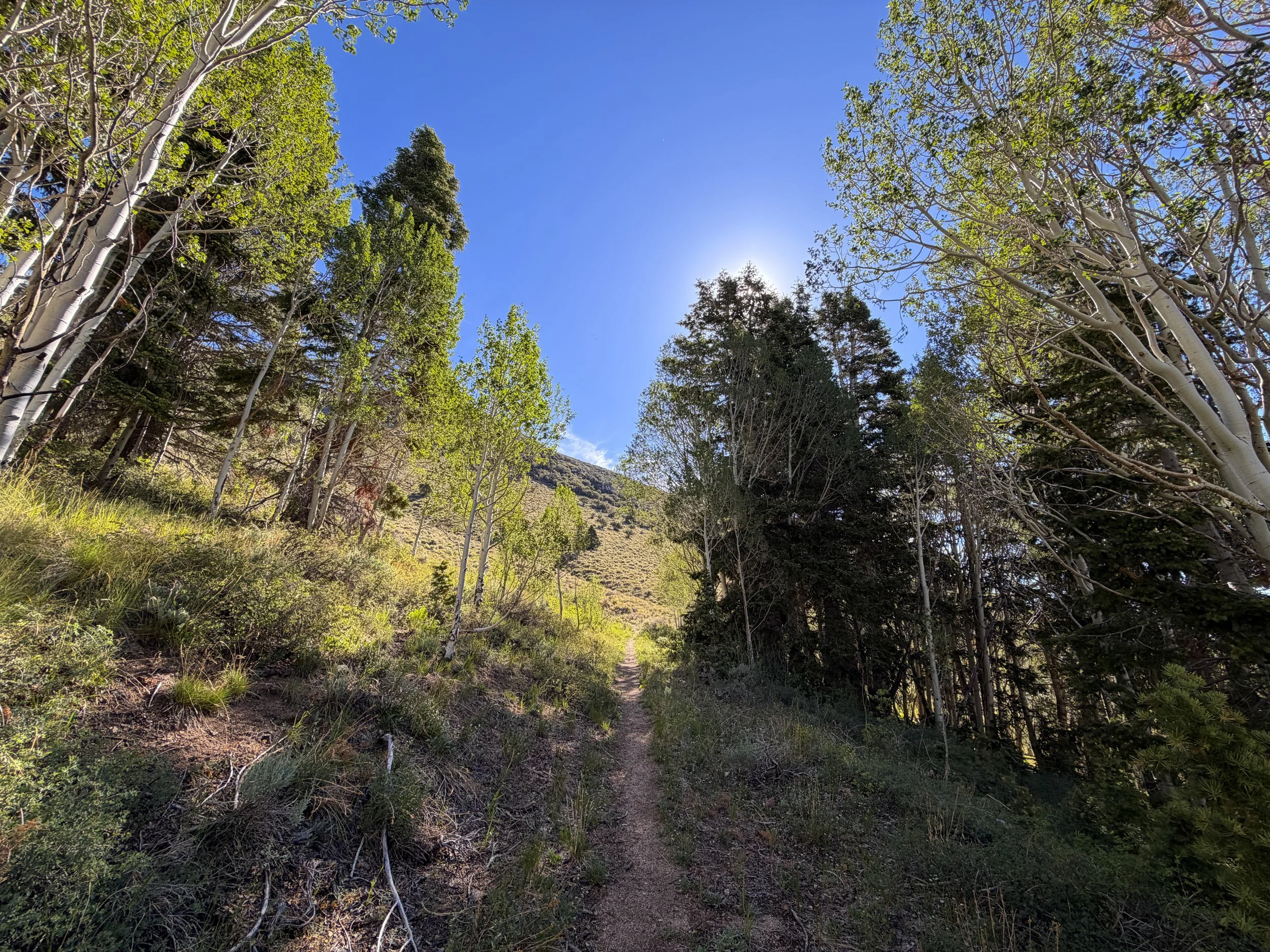 Johnson Lake Hike Great Basin National Park Nevada